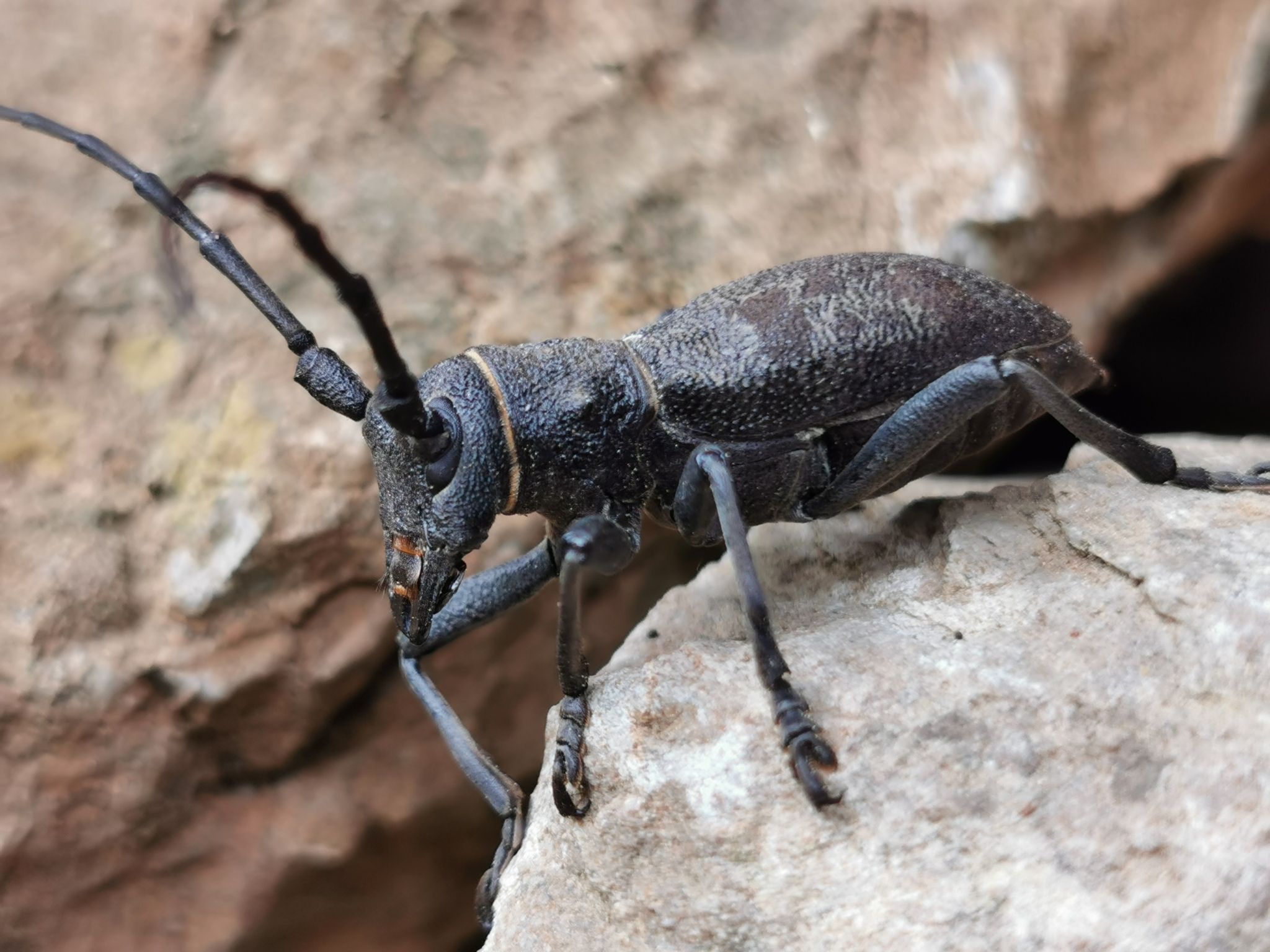Morimus
