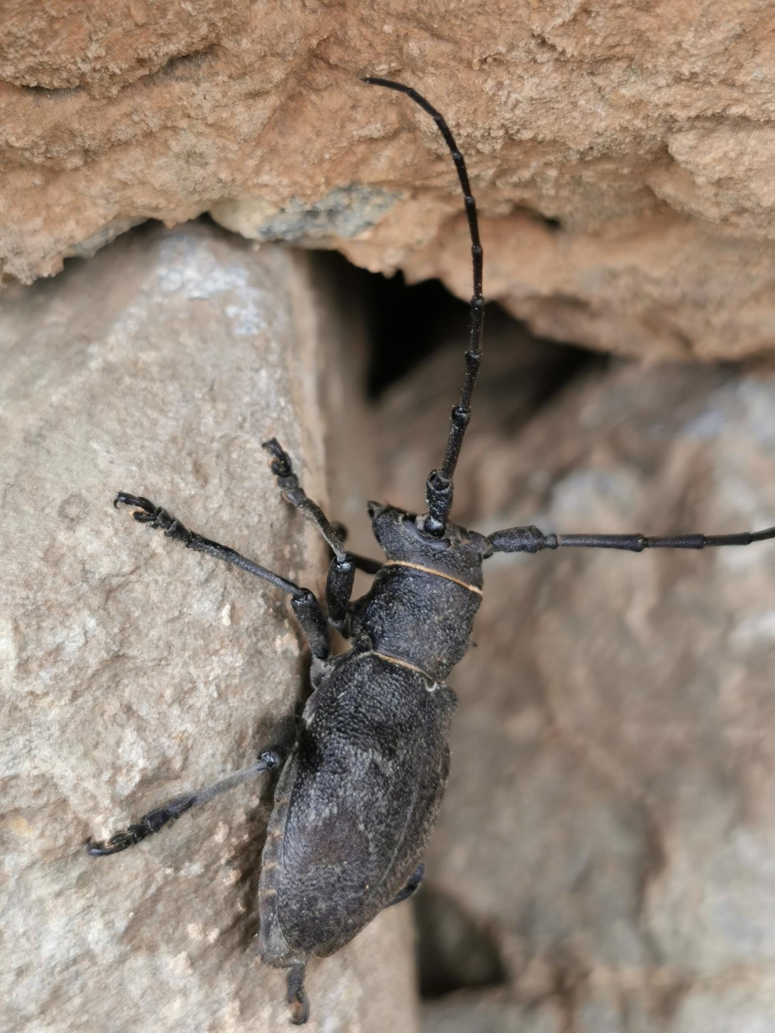 Morimus