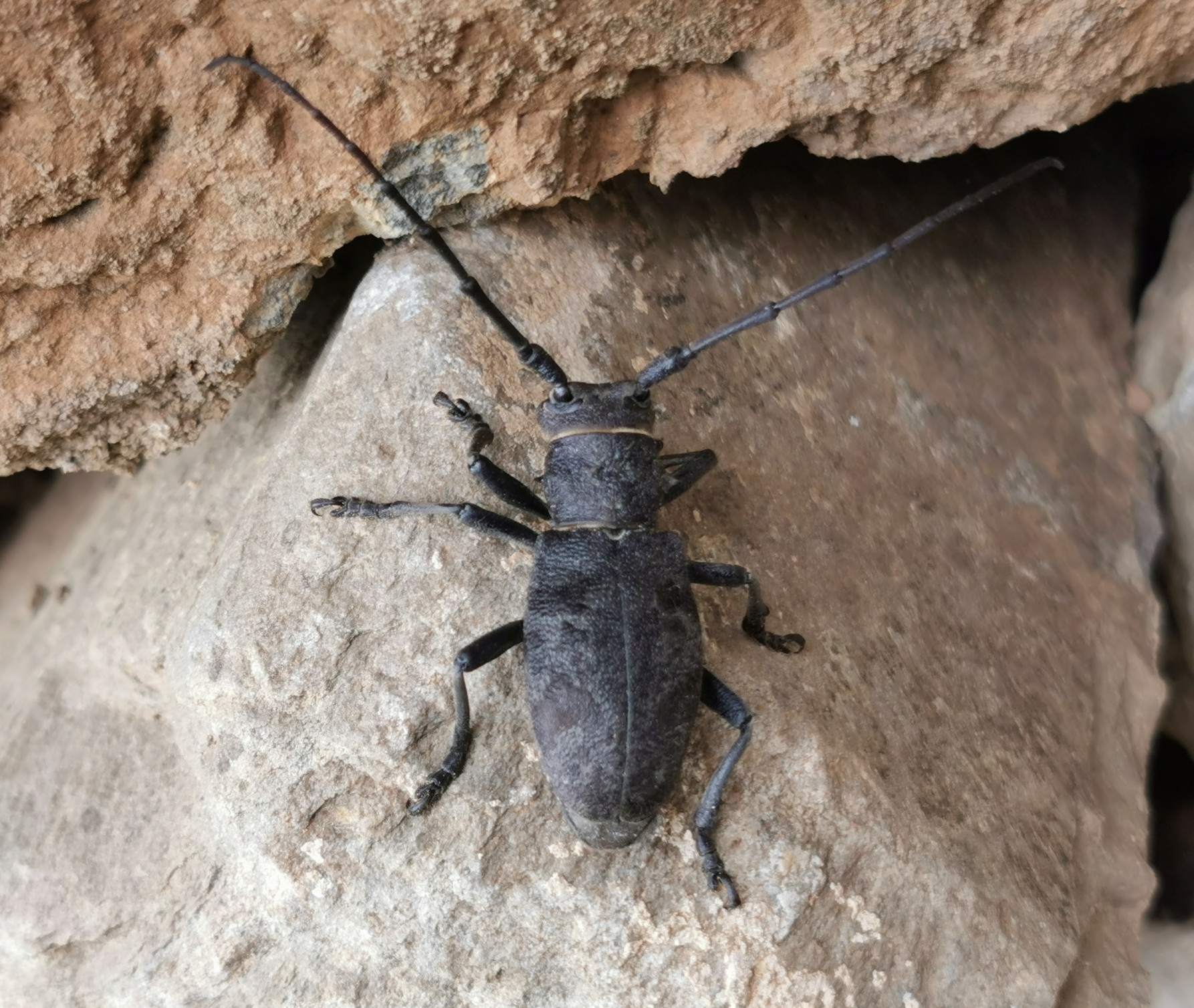 Morimus