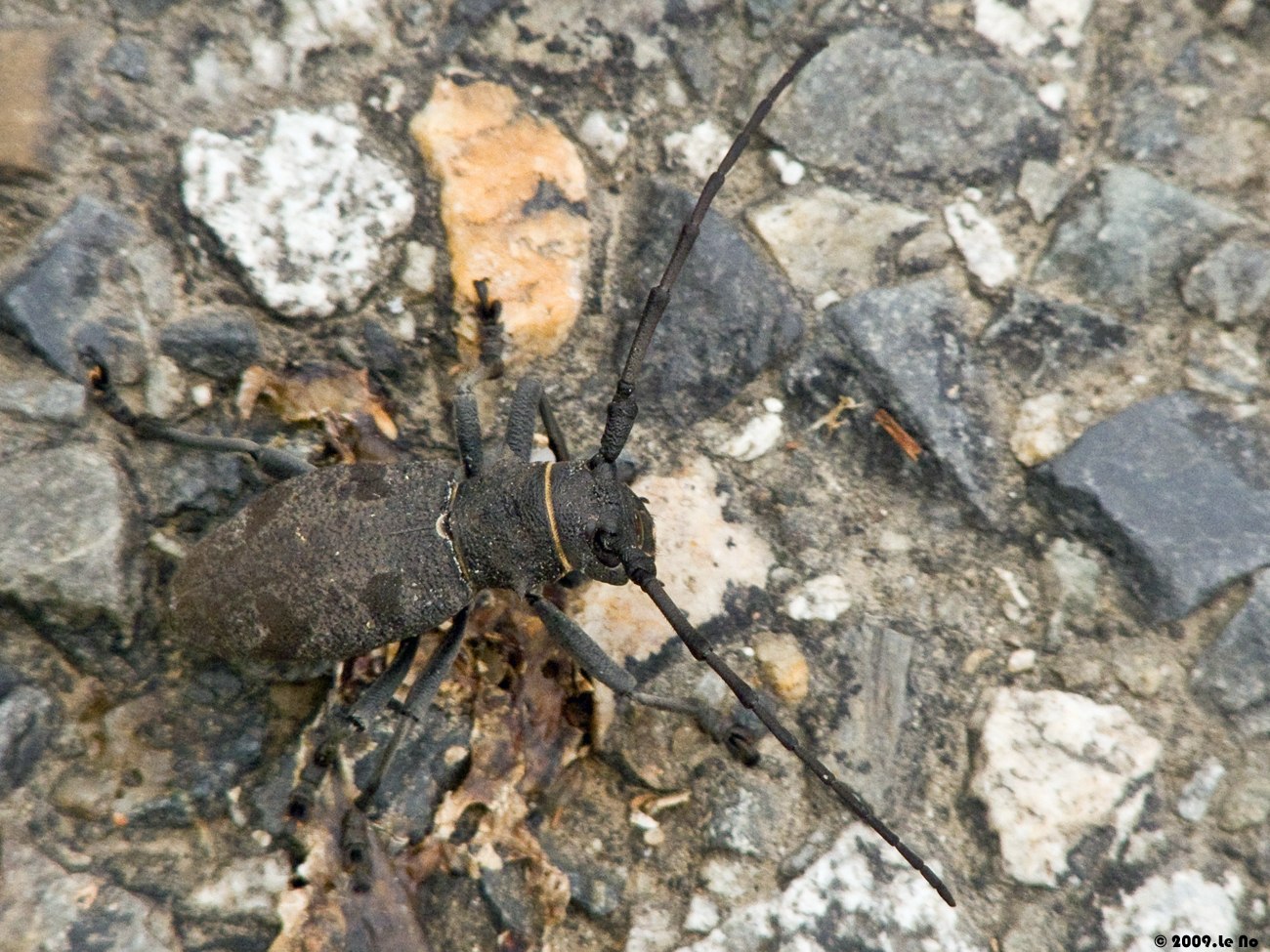 Morimus