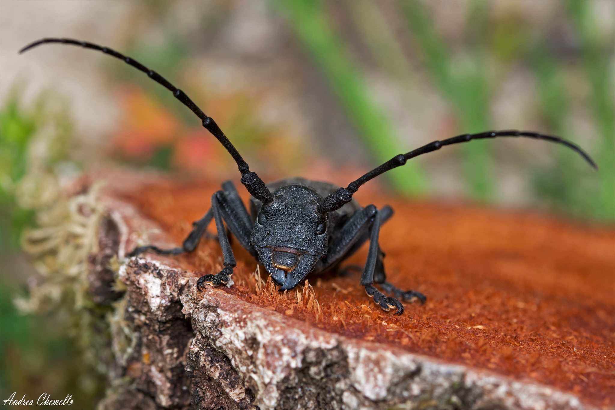 Morimus
