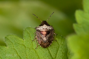Eysarcoris venustissimus