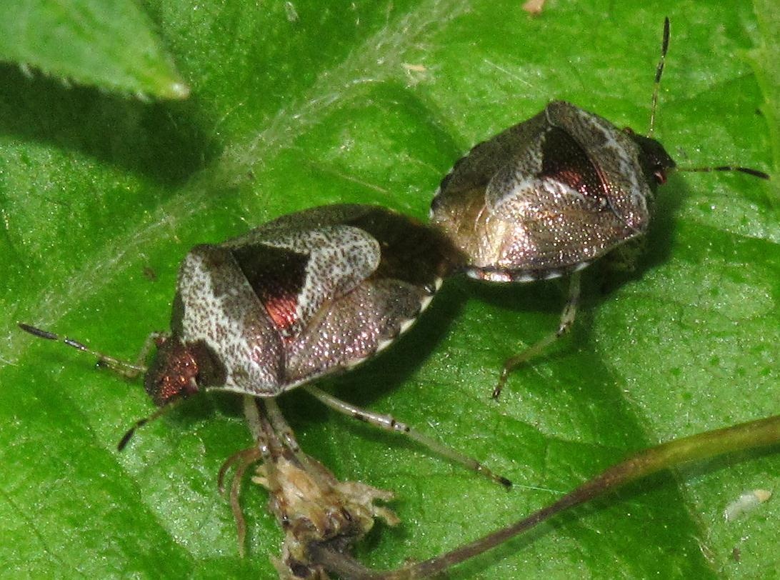 Eysarcoris venustissimus