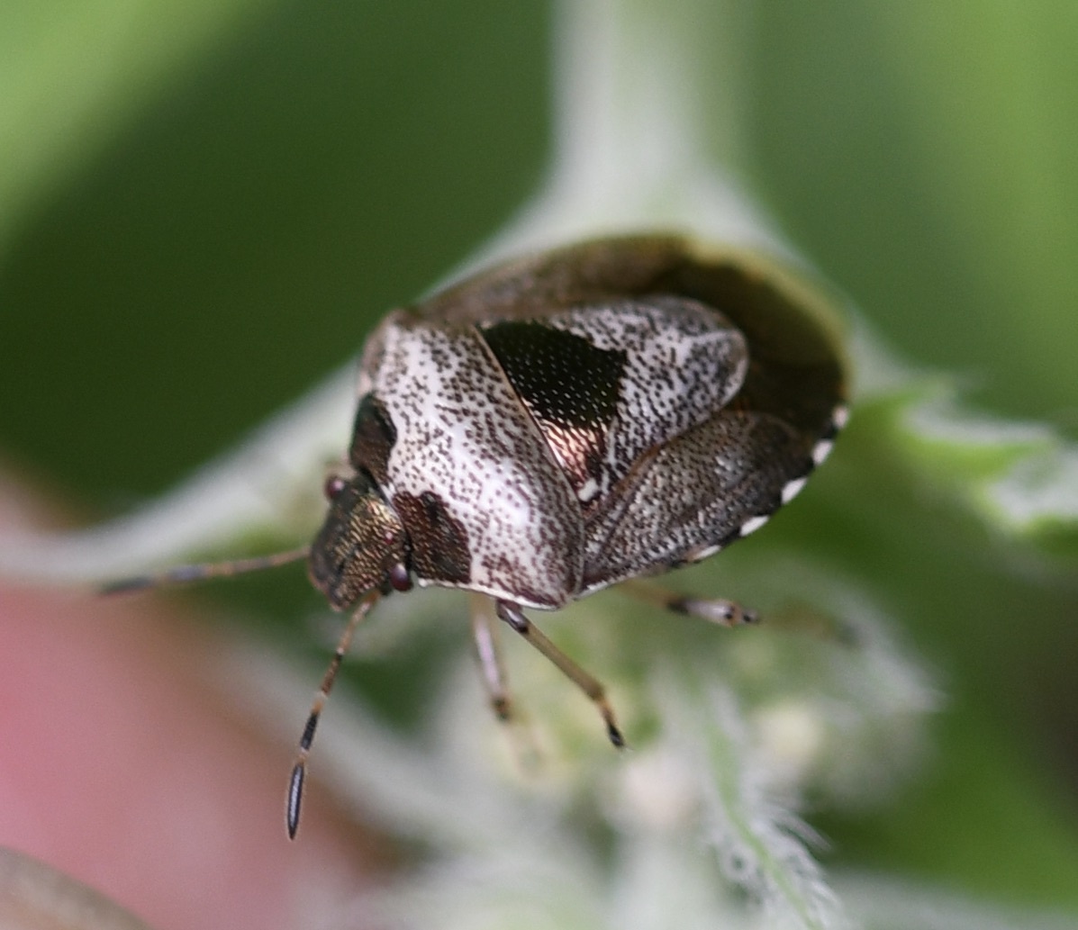 Eysarcoris venustissimus