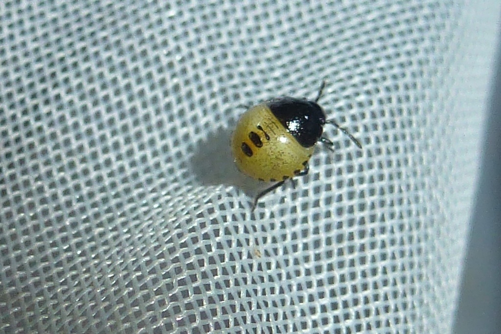 Eysarcoris venustissimus