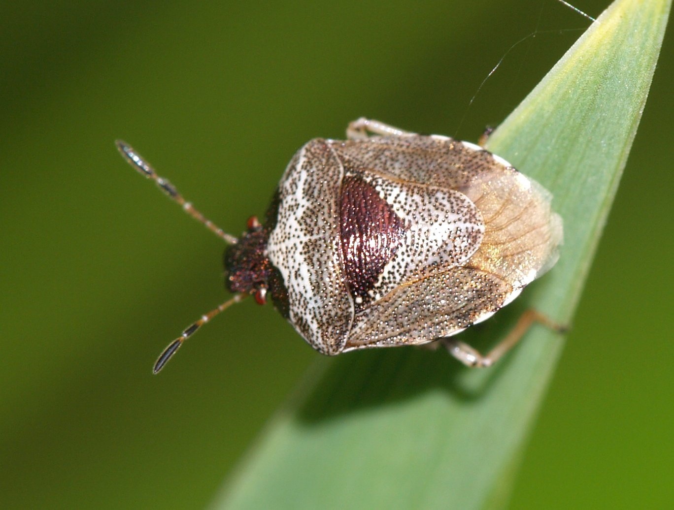 Eysarcoris venustissimus