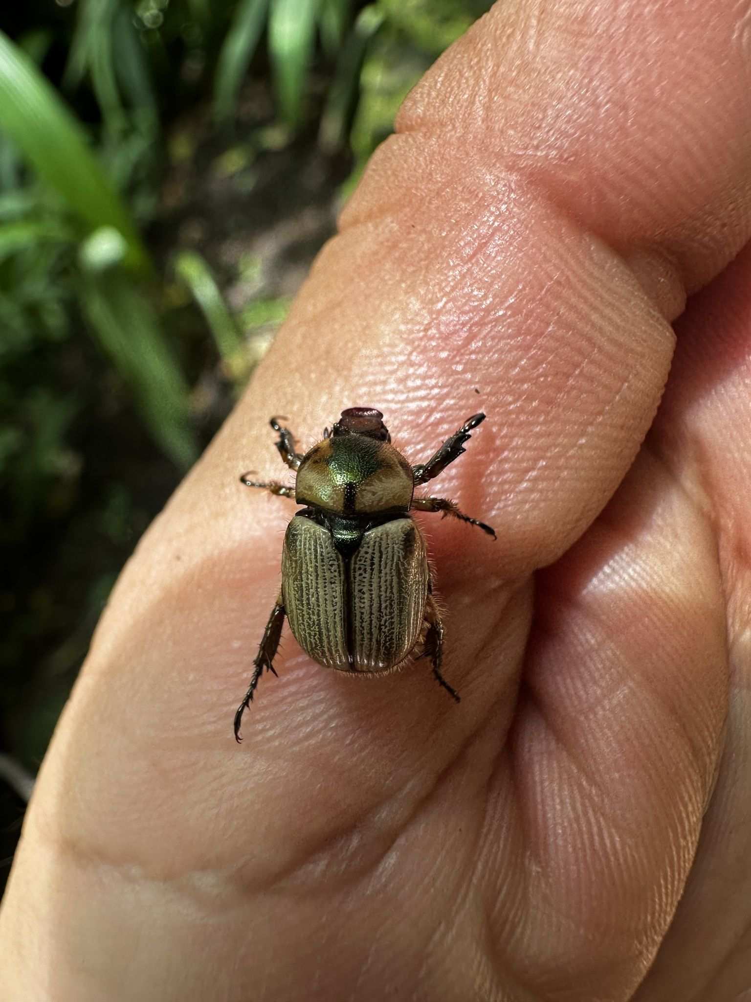 Epectinaspis
