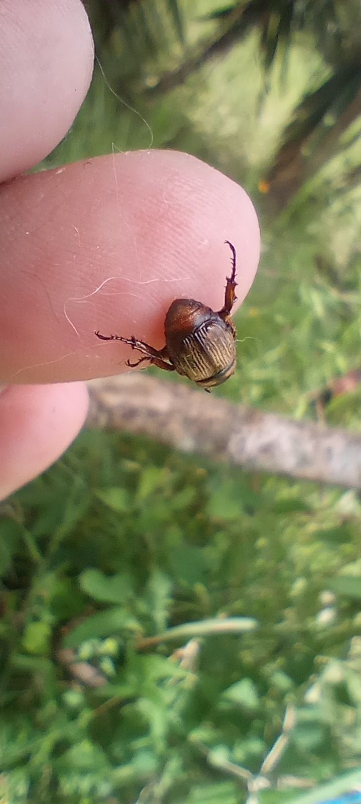 Epectinaspis