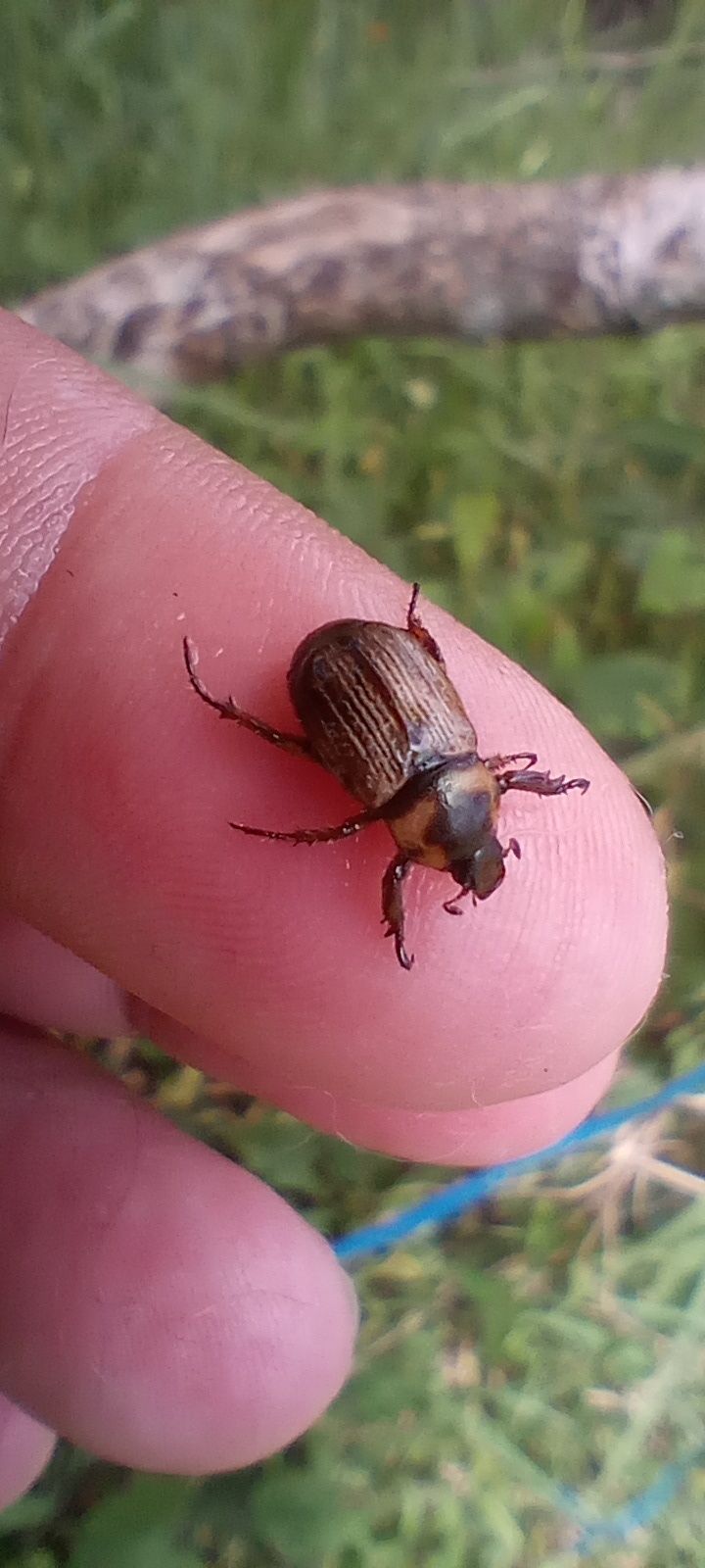 Epectinaspis
