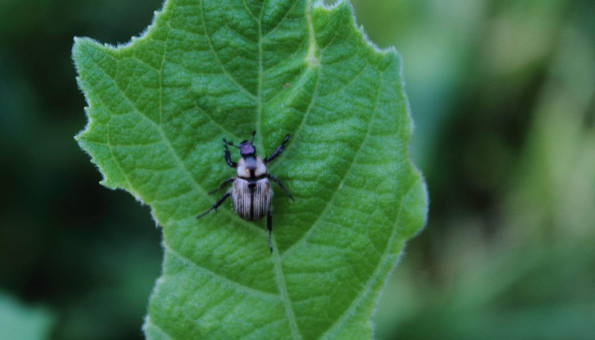 Epectinaspis