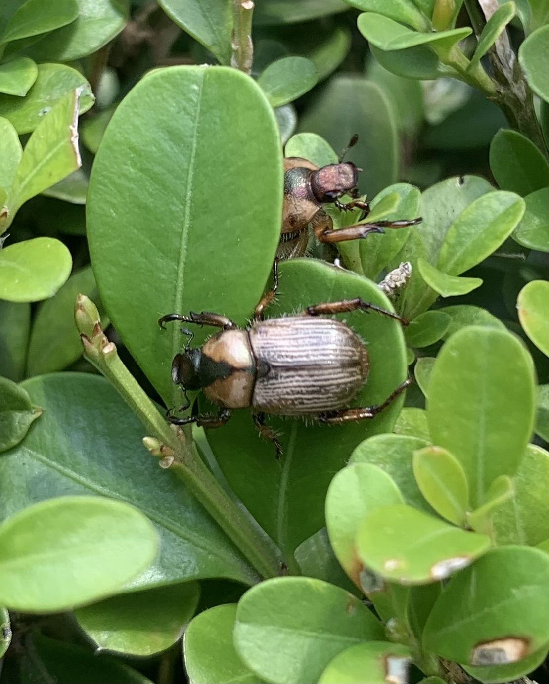Epectinaspis