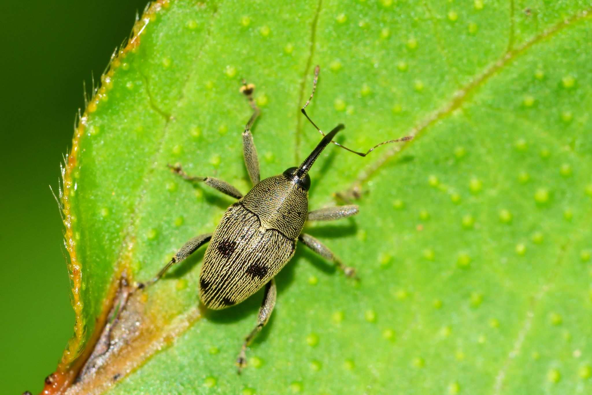 Geraeus senilis