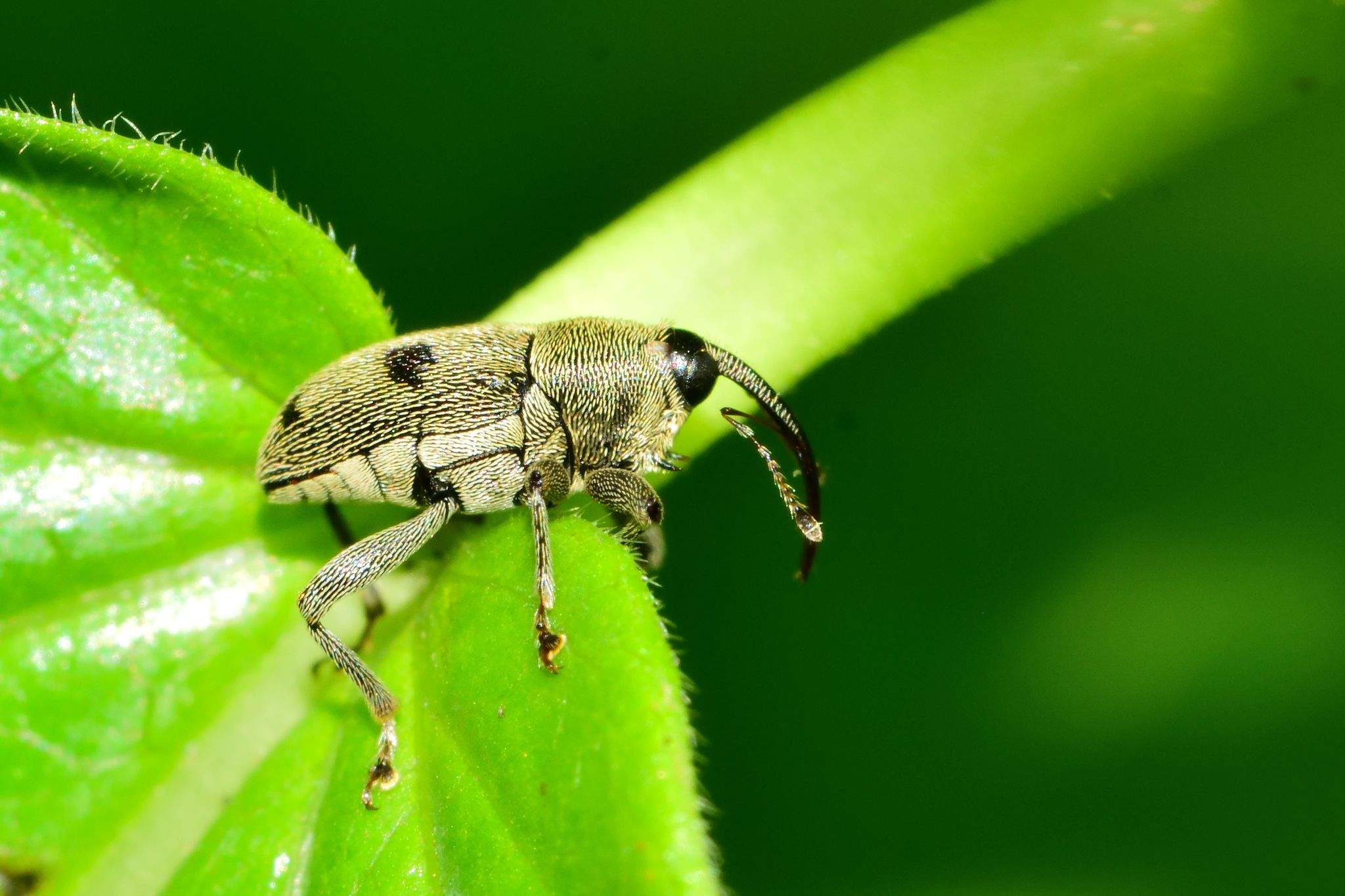 Geraeus senilis