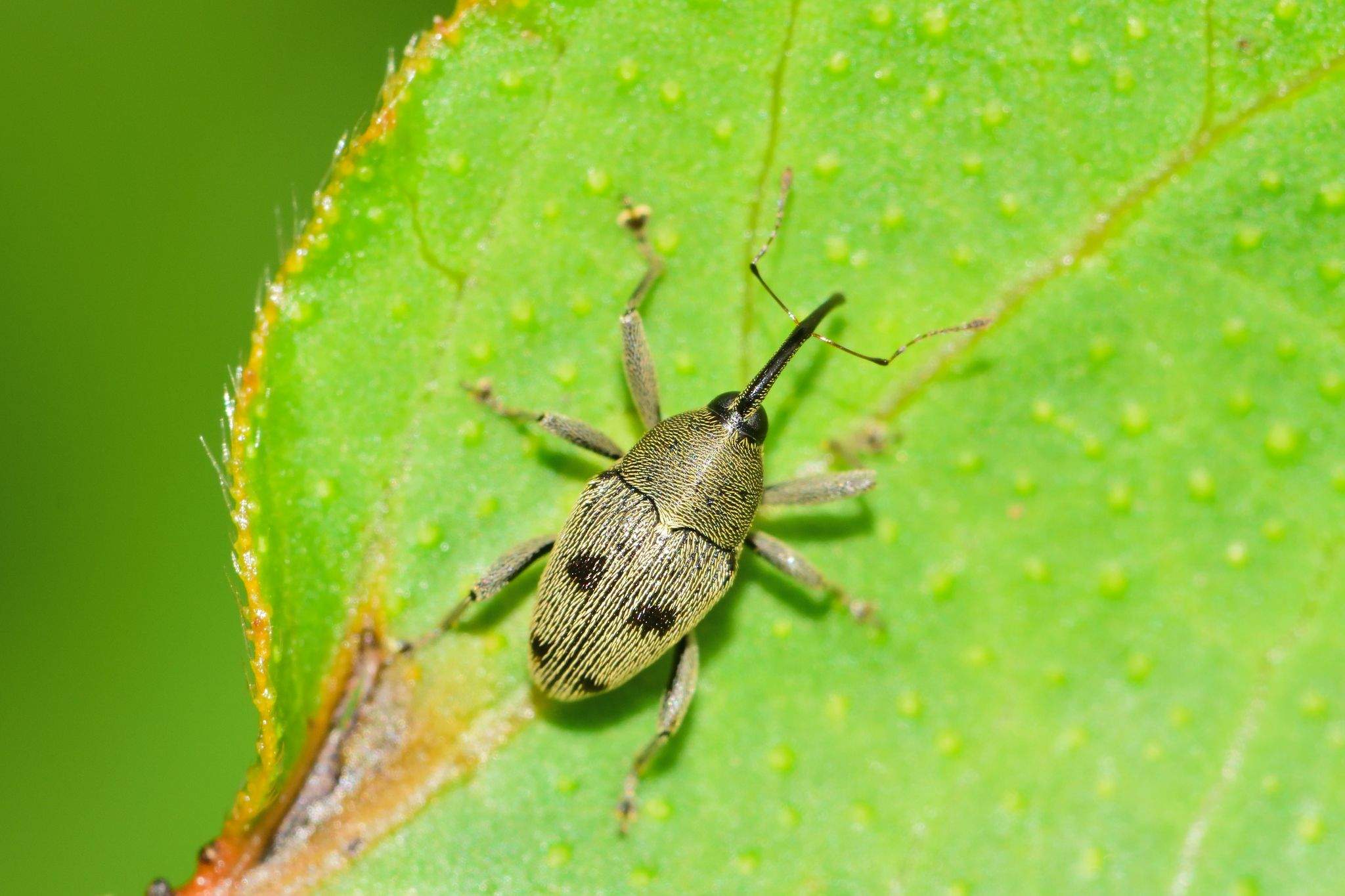 Geraeus senilis