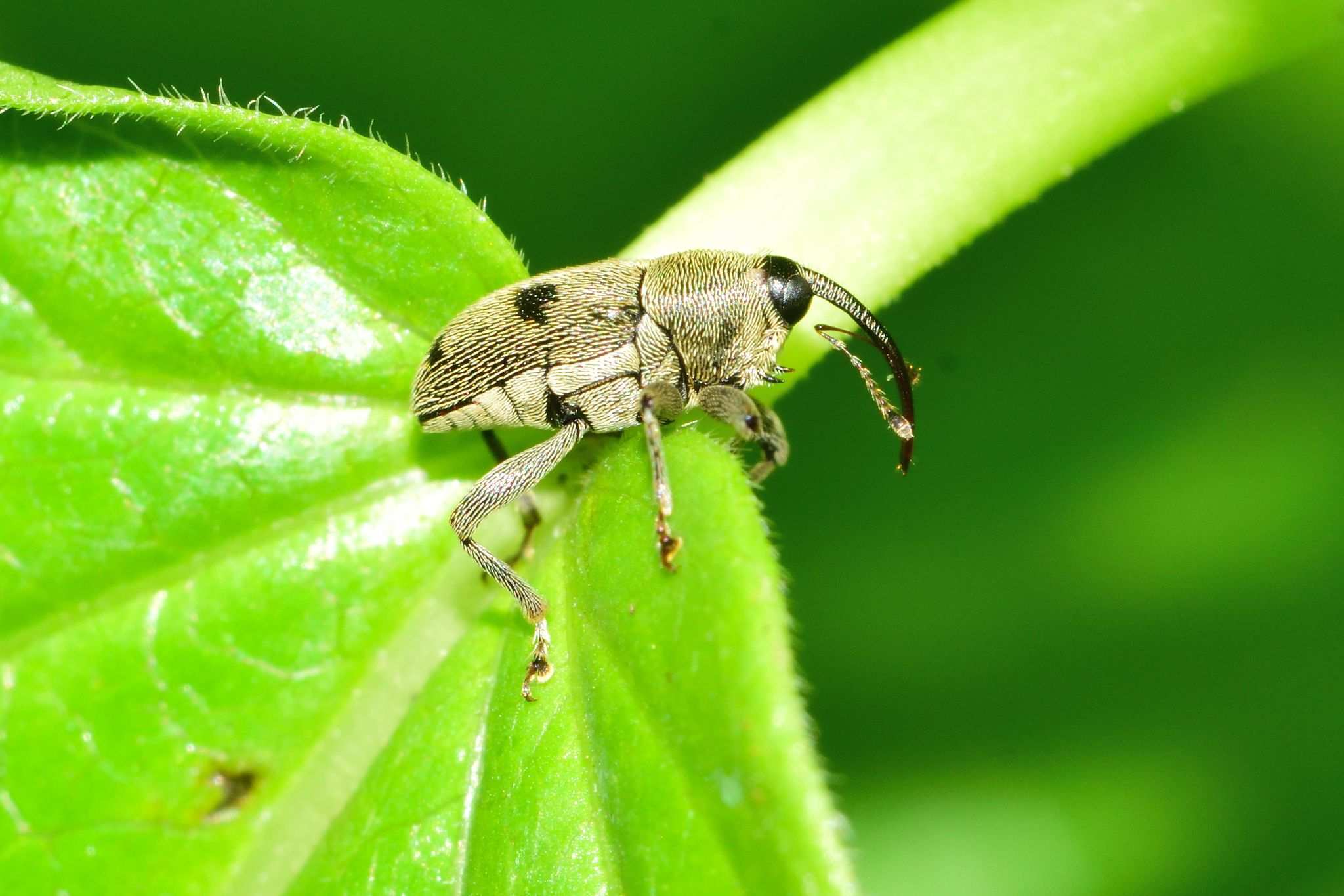 Geraeus senilis
