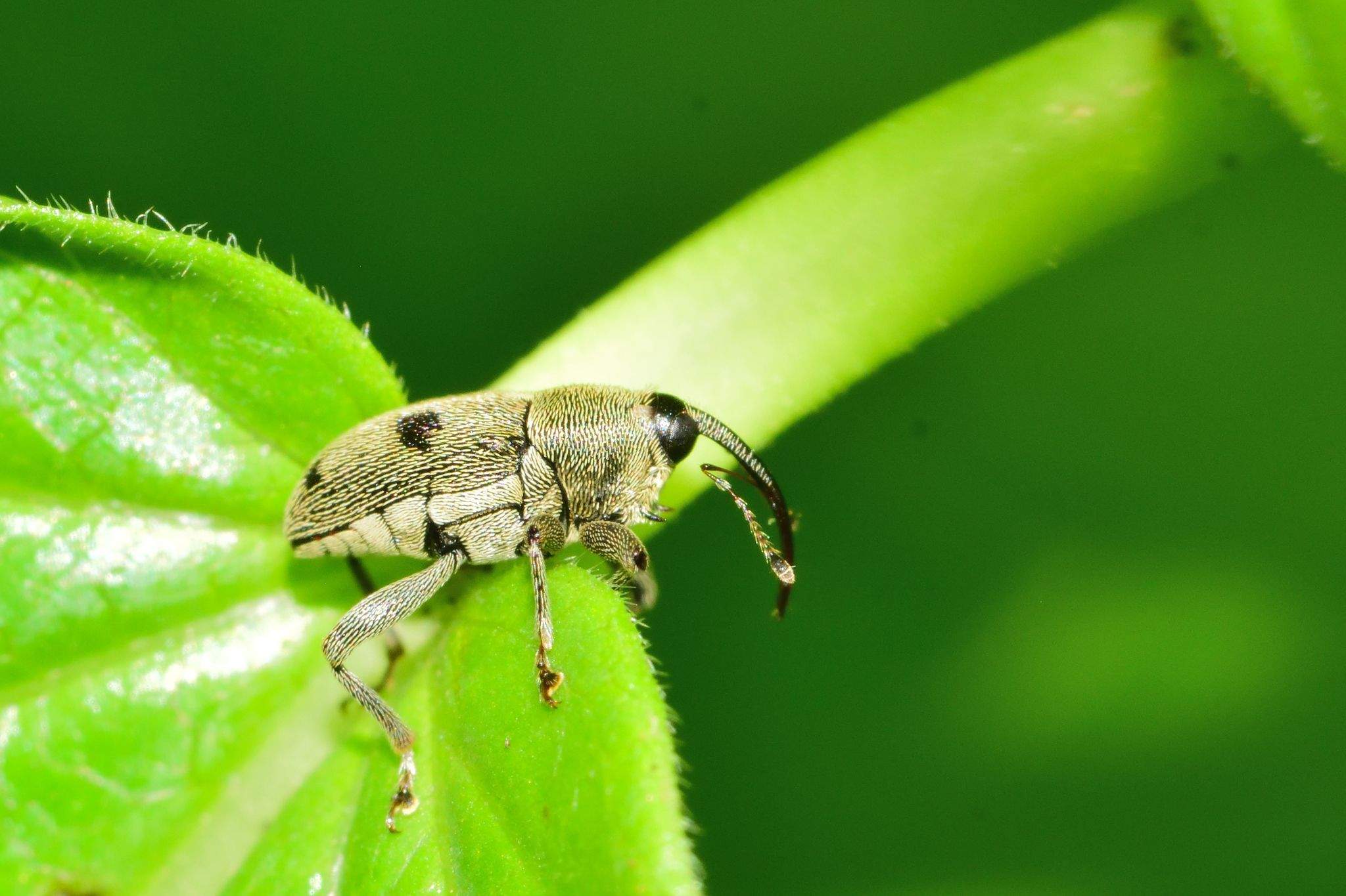 Geraeus senilis