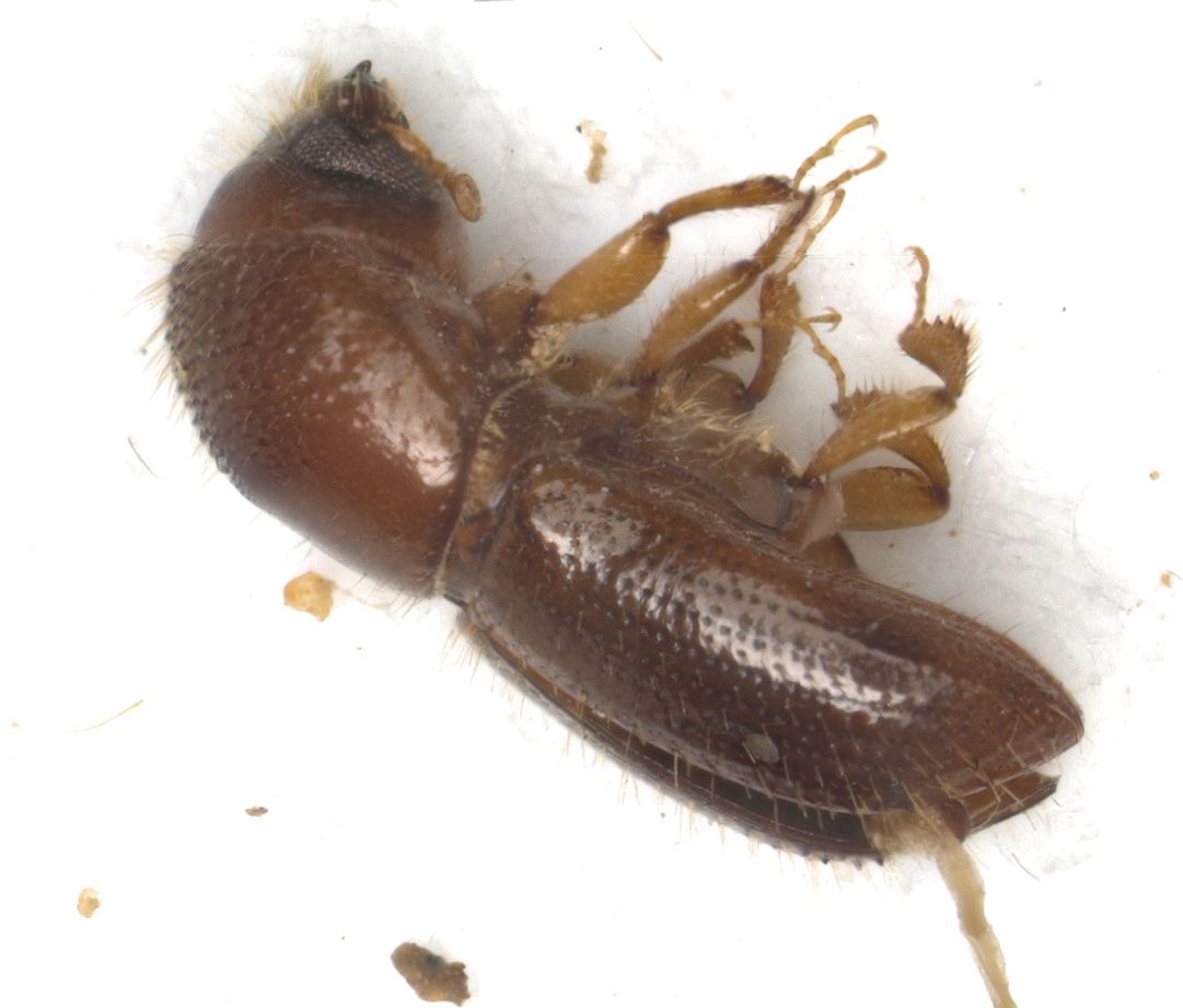 Xyleborus perforans
