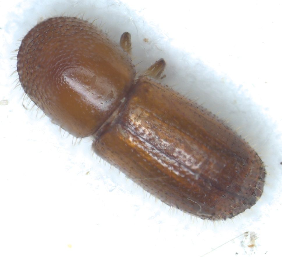 Xyleborus perforans