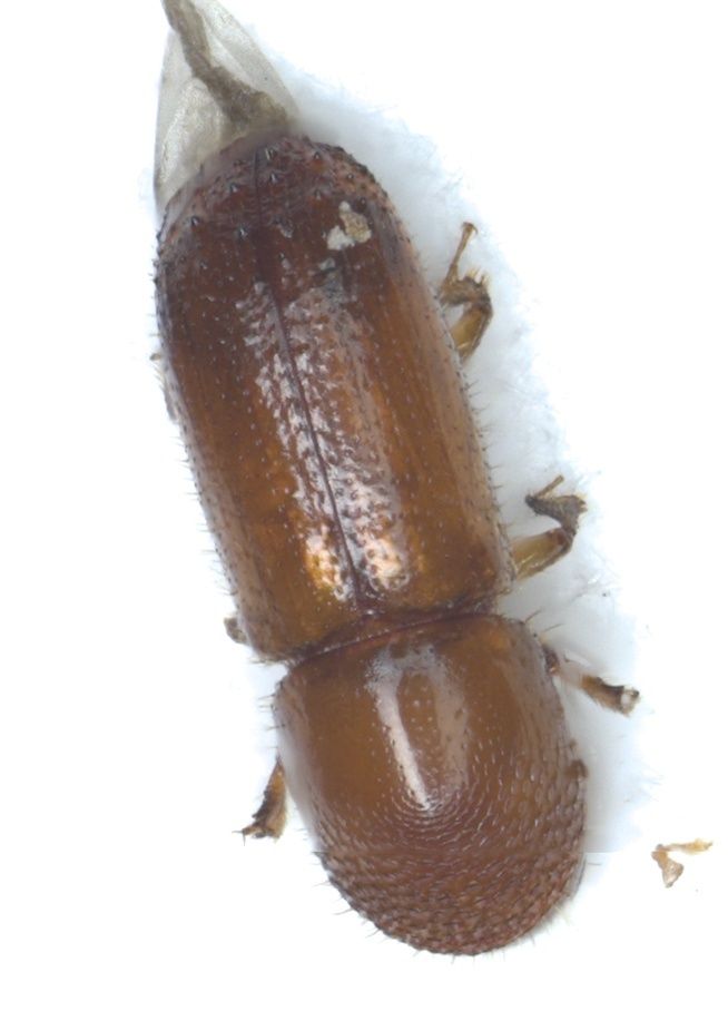 Xyleborus perforans