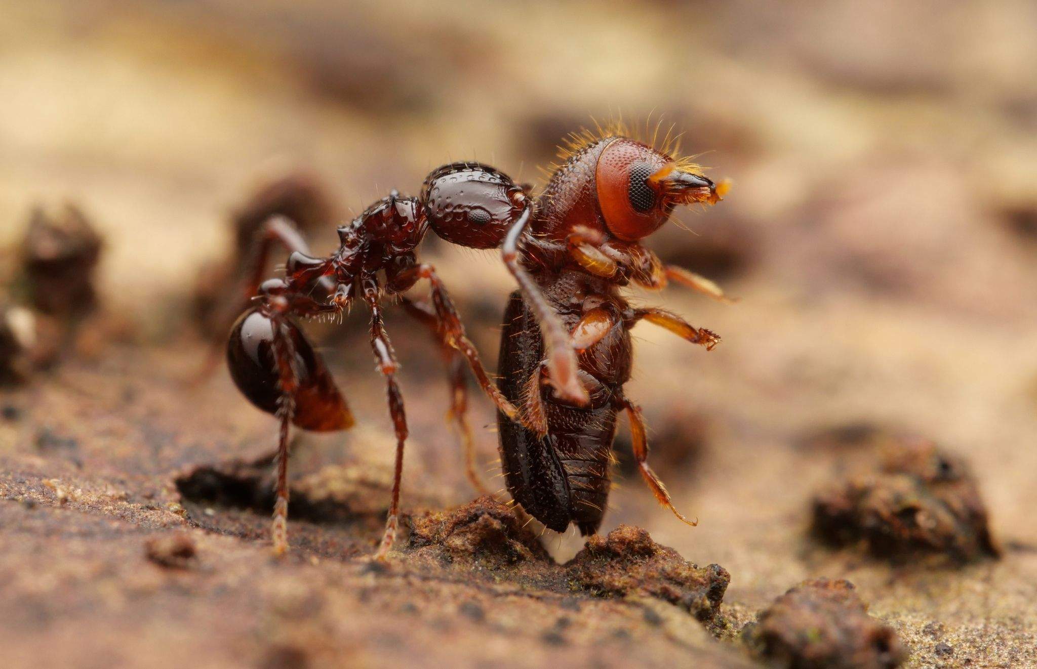 Xyleborus perforans
