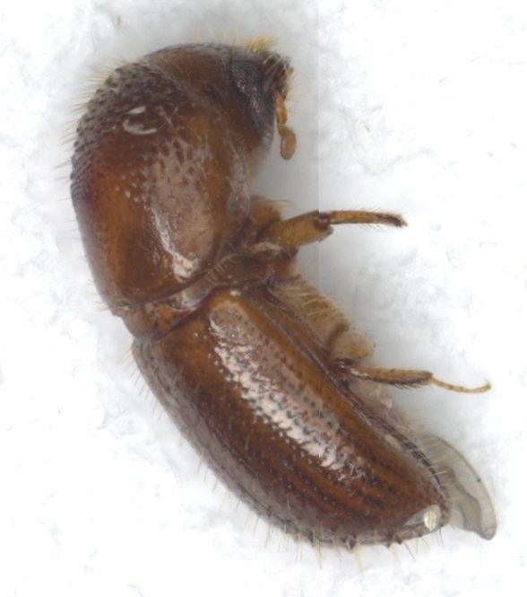 Xyleborus perforans
