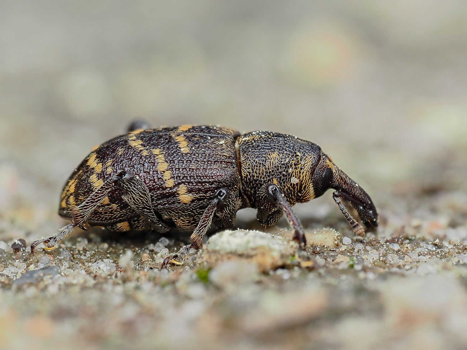 Hylobius abietis