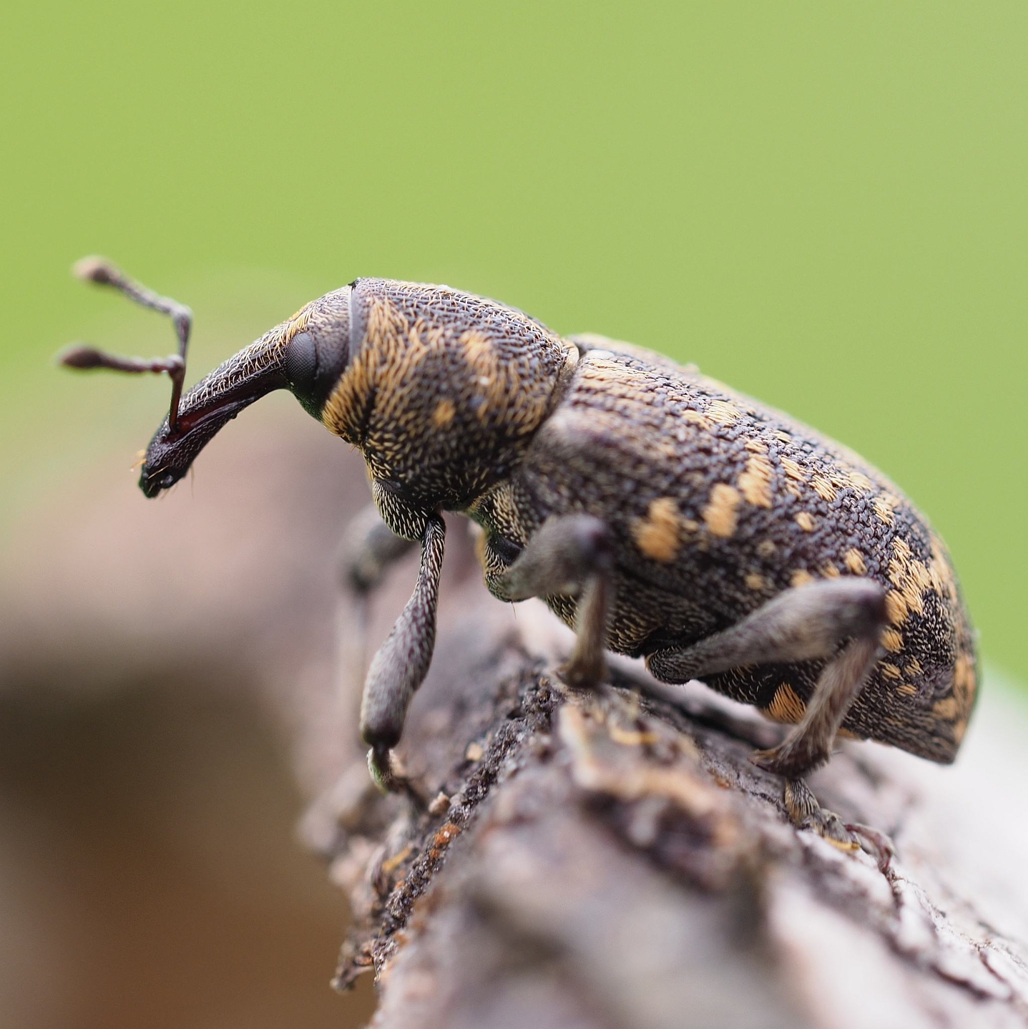 Hylobius abietis