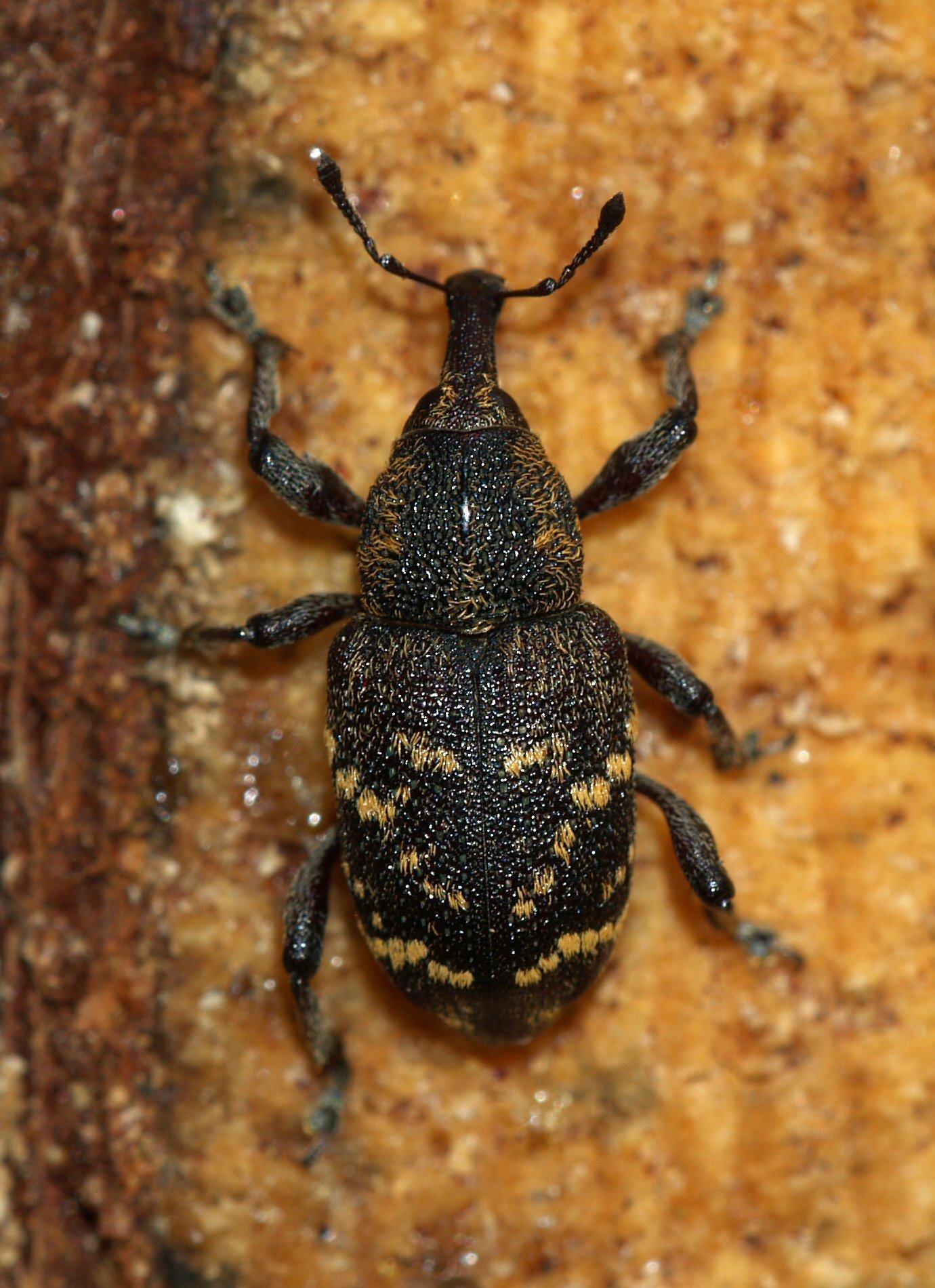 Hylobius abietis