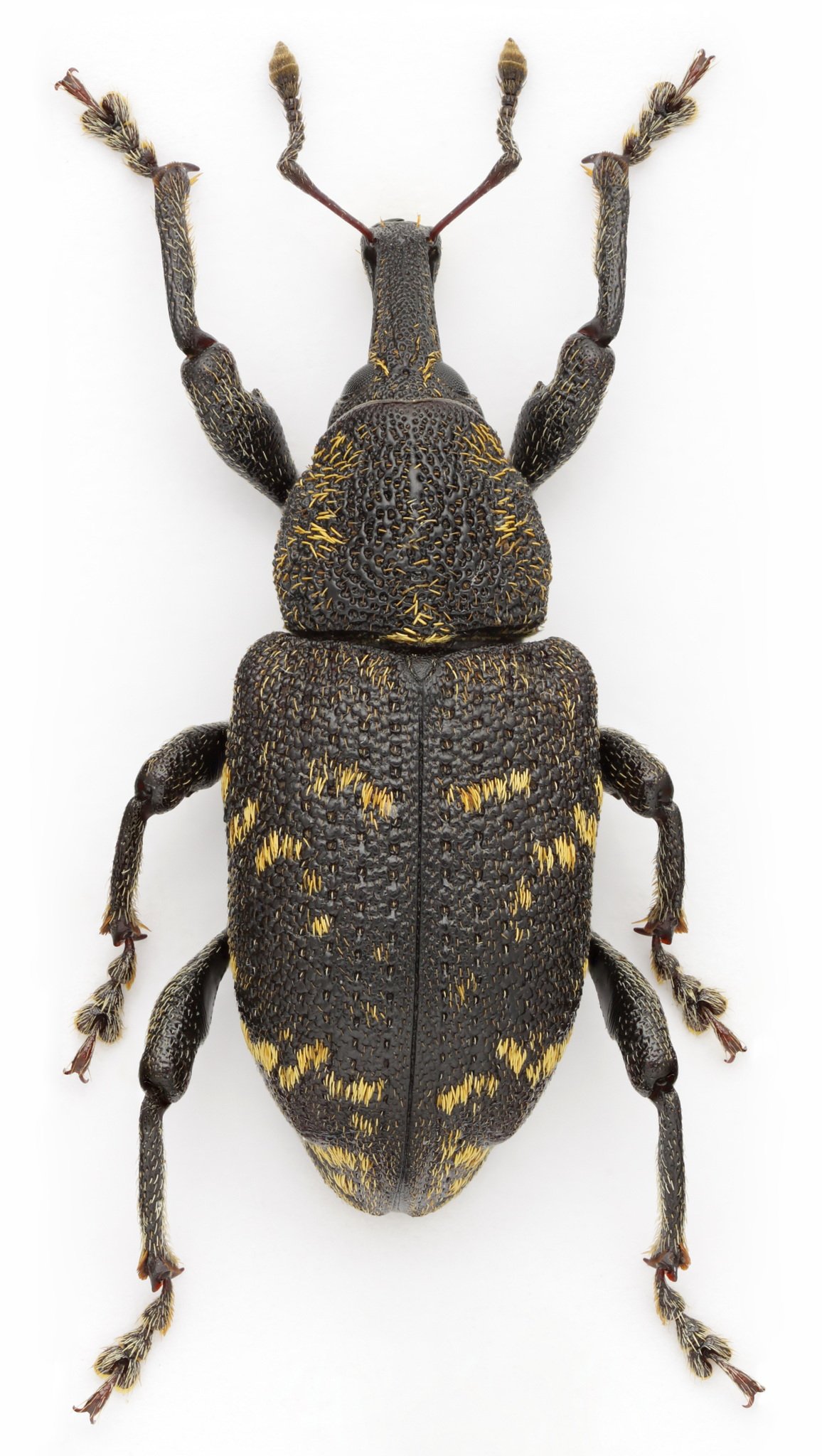 Hylobius abietis