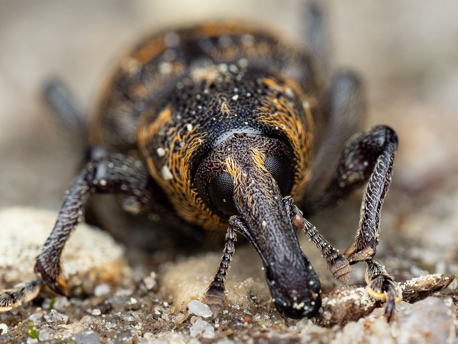 Hylobius abietis