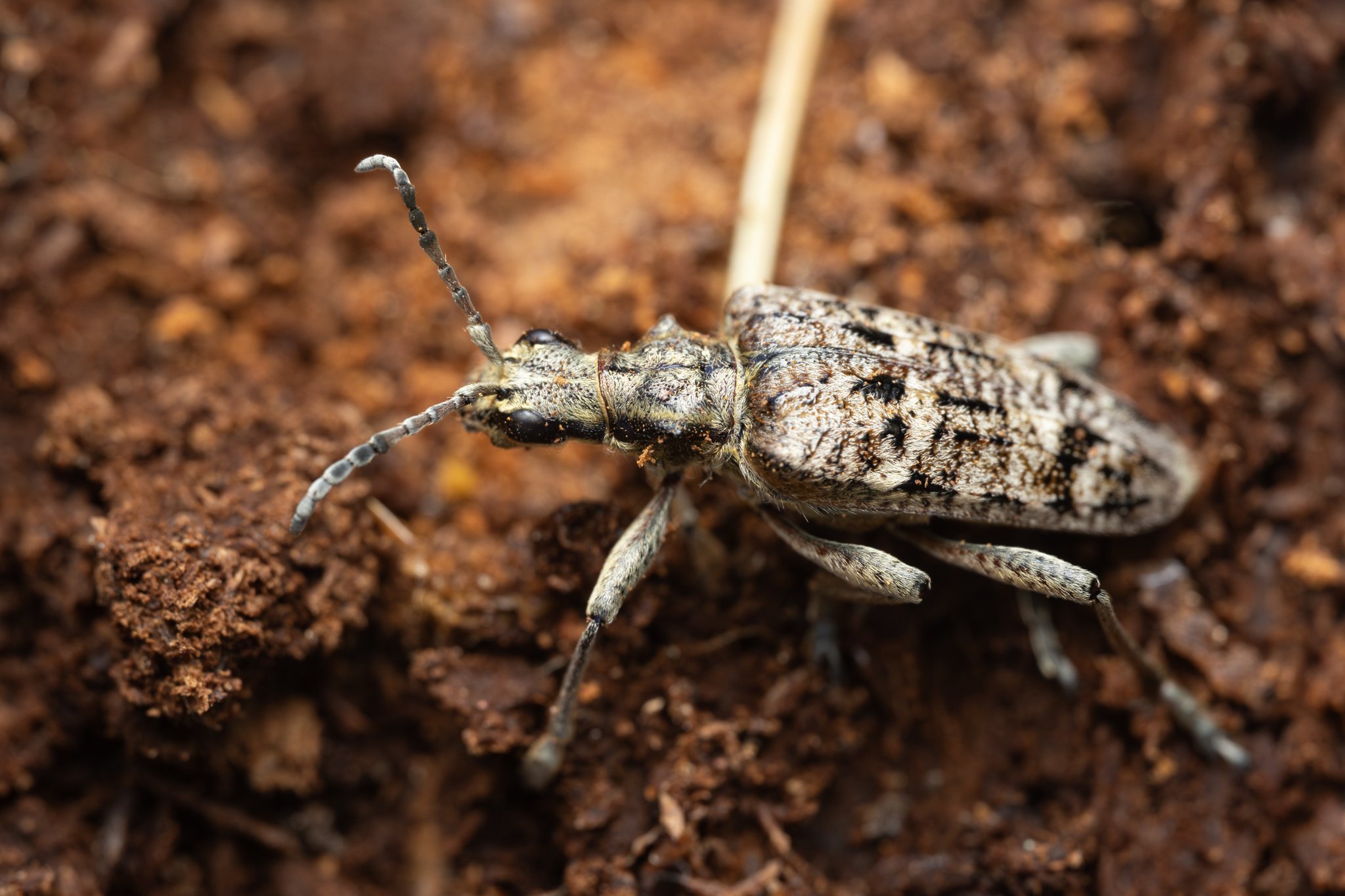 Rhagium
