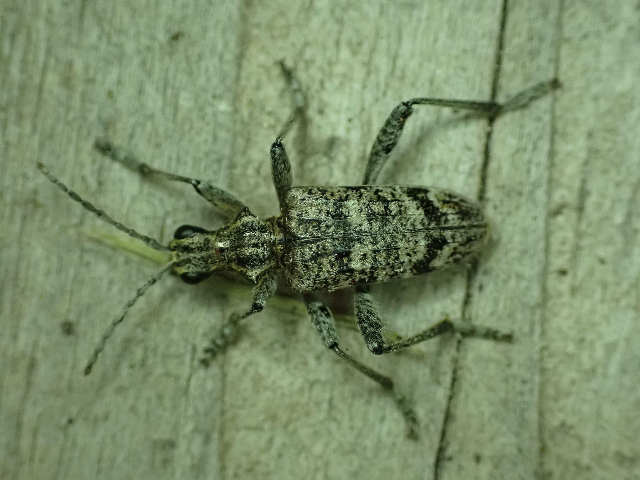 Rhagium