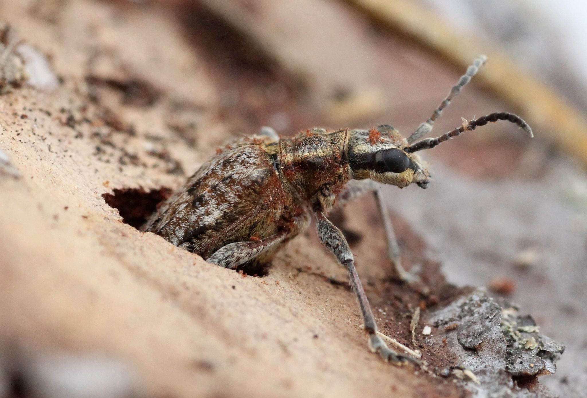 Rhagium