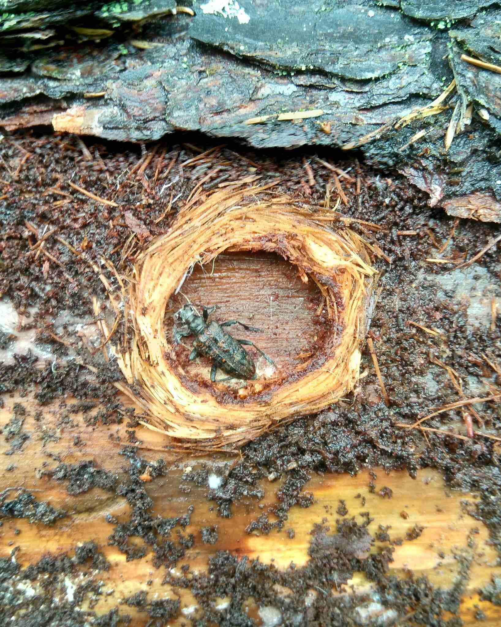 Rhagium