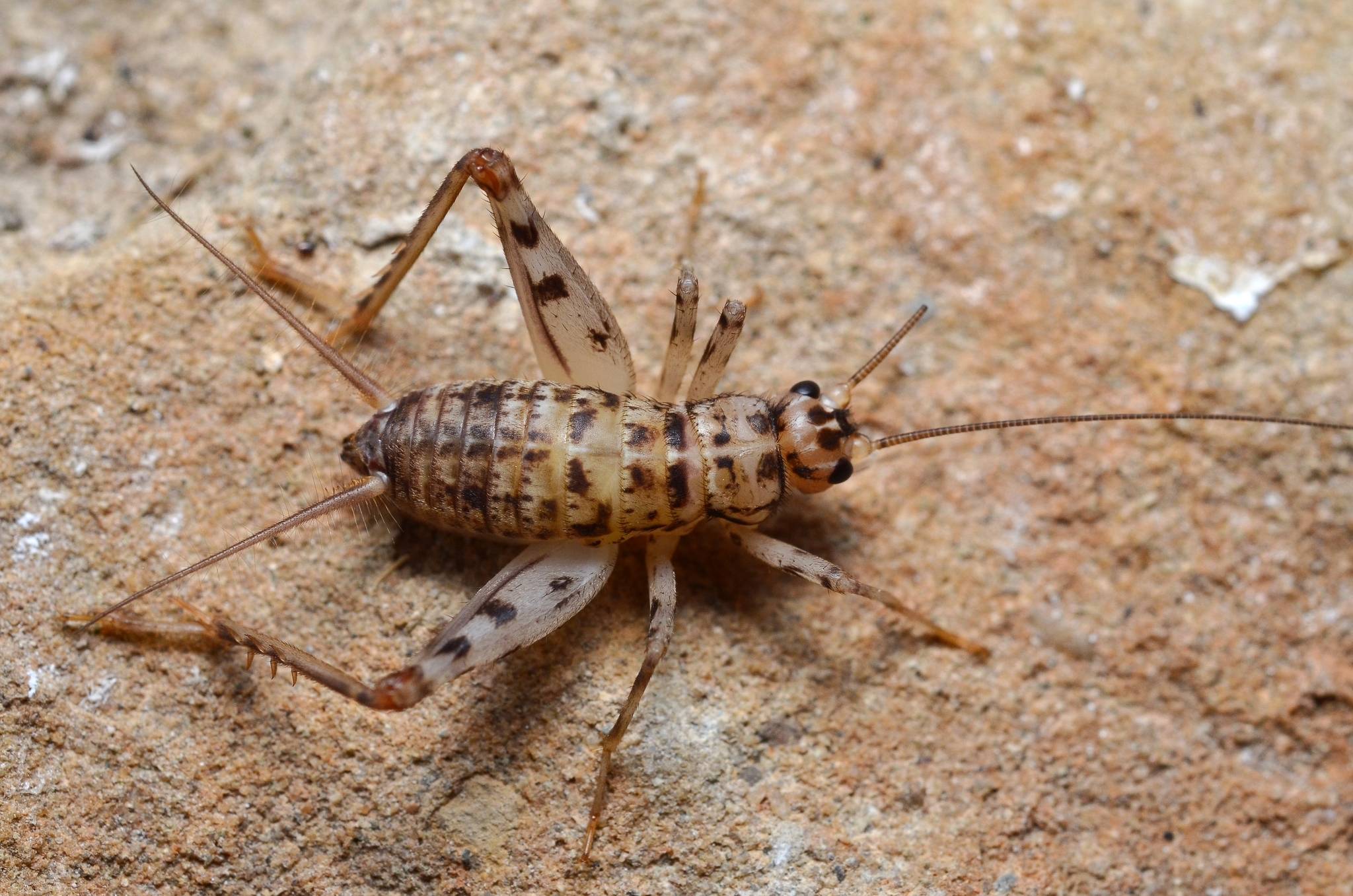 Gryllomorpha