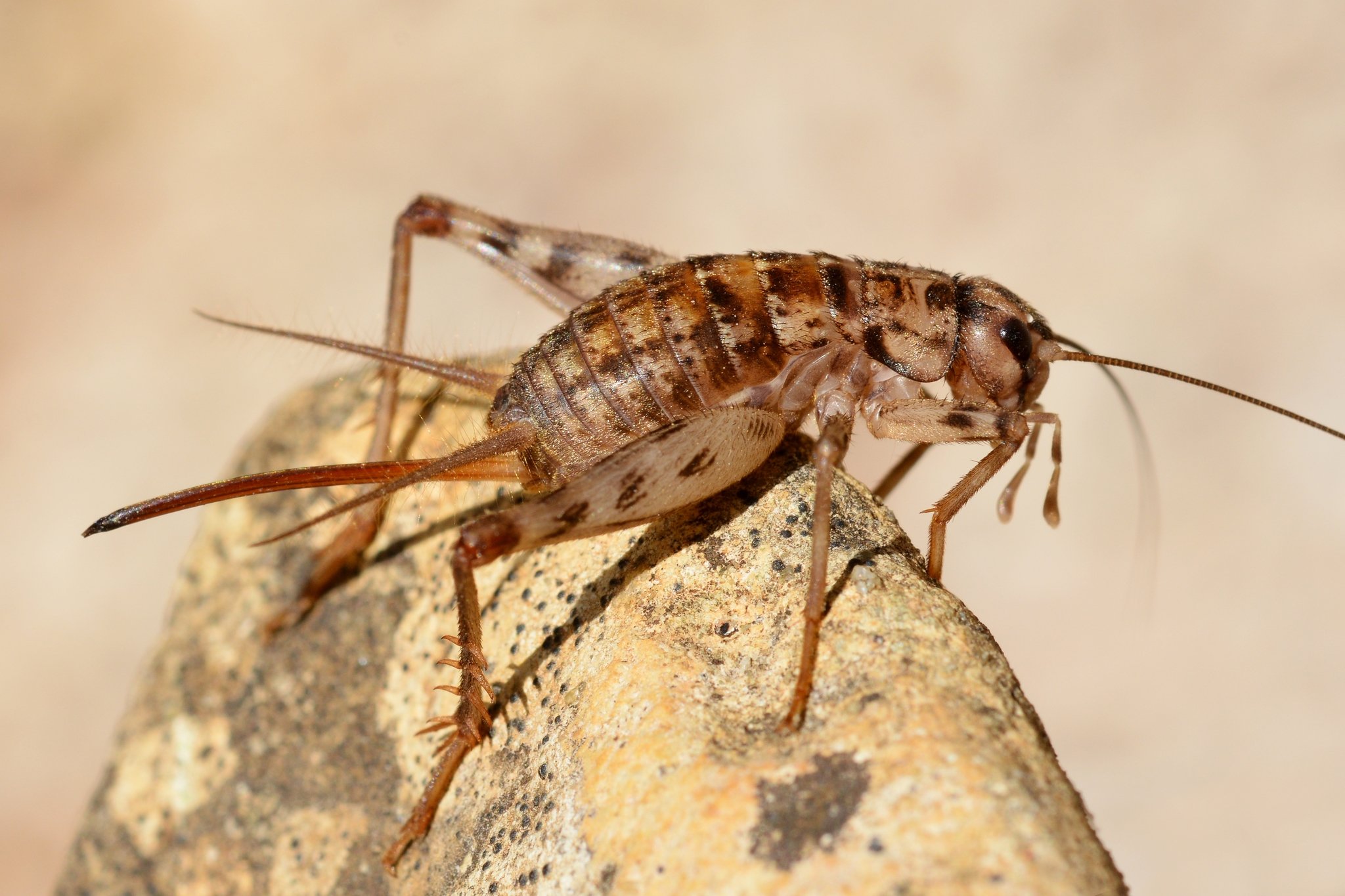 Gryllomorpha