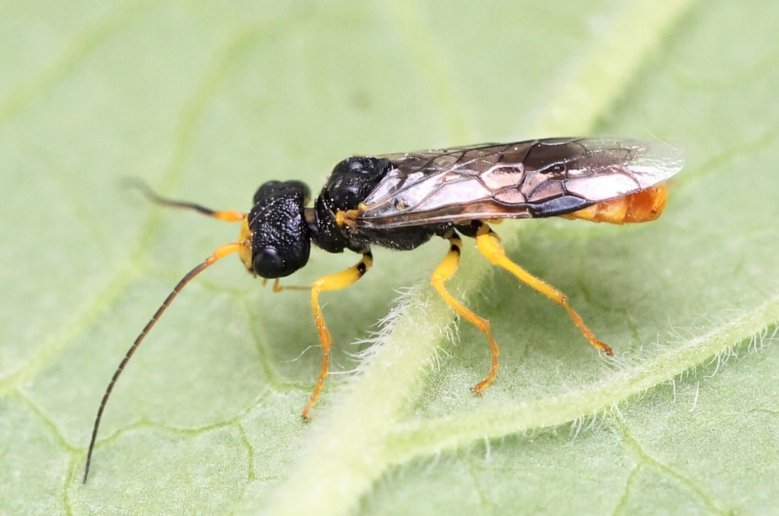 Neurotoma saltuum