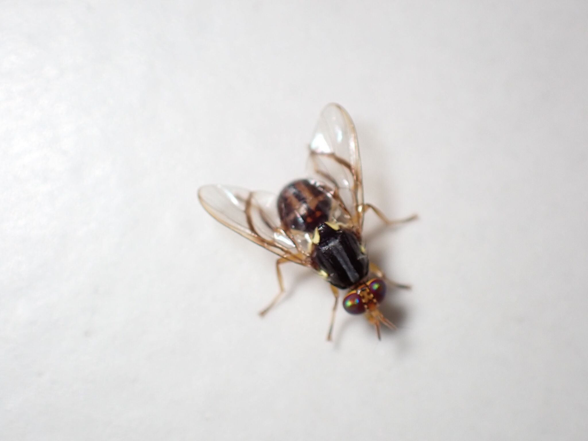 Bactrocera trilineola