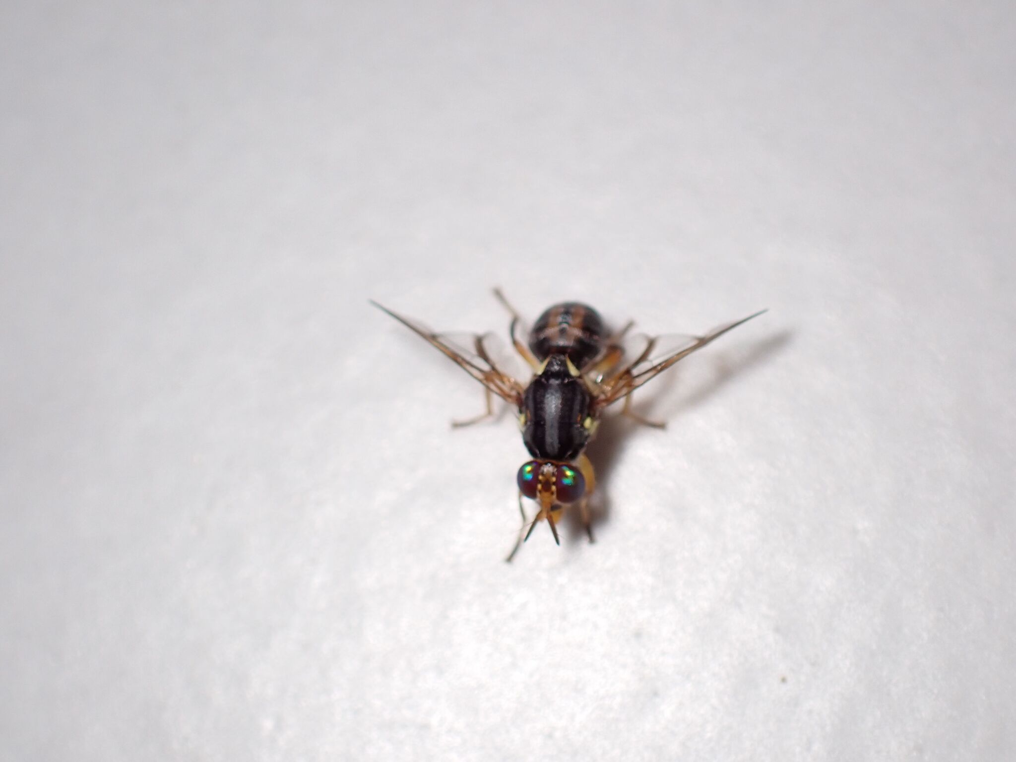 Bactrocera trilineola