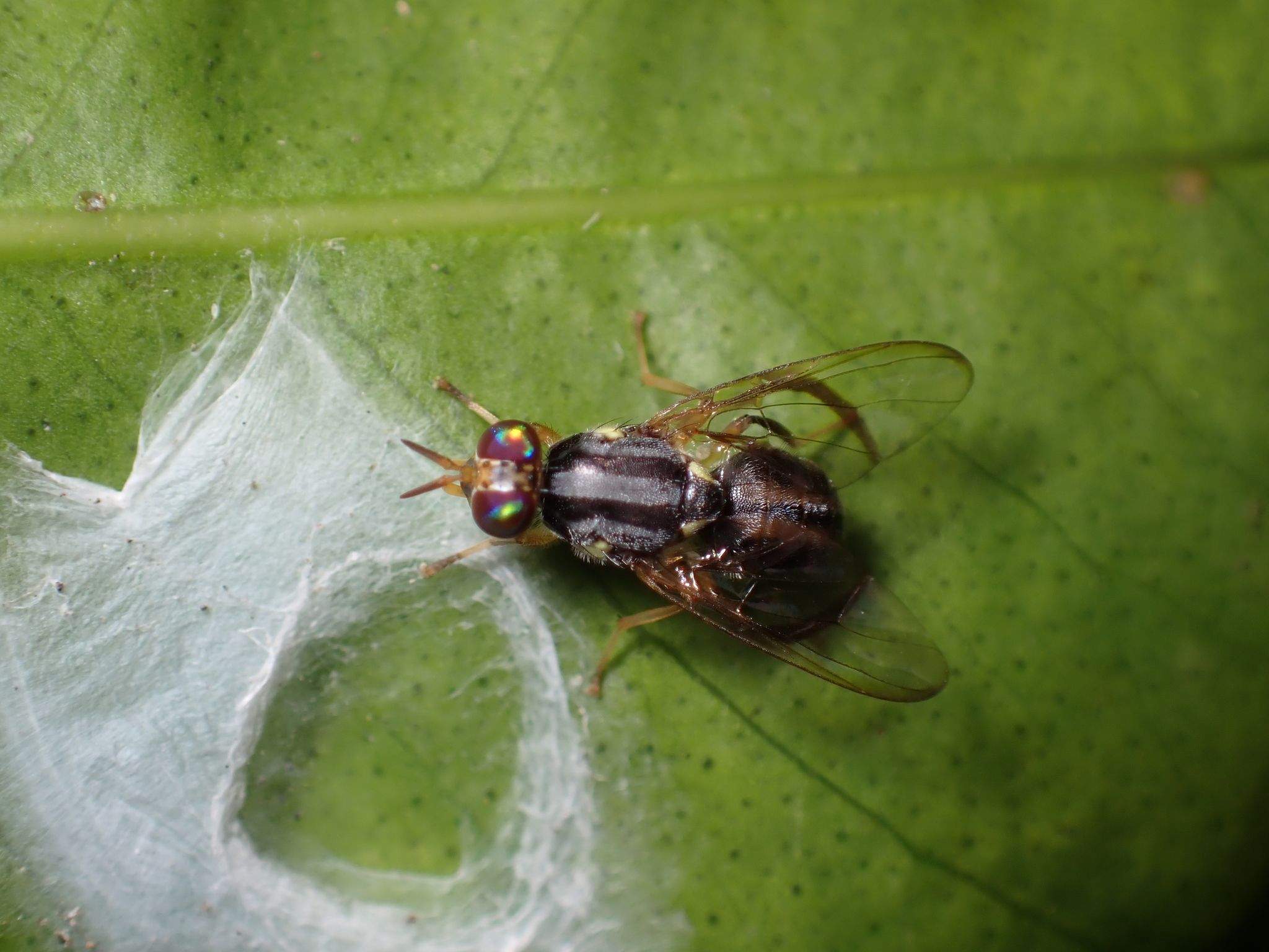 Bactrocera trilineola