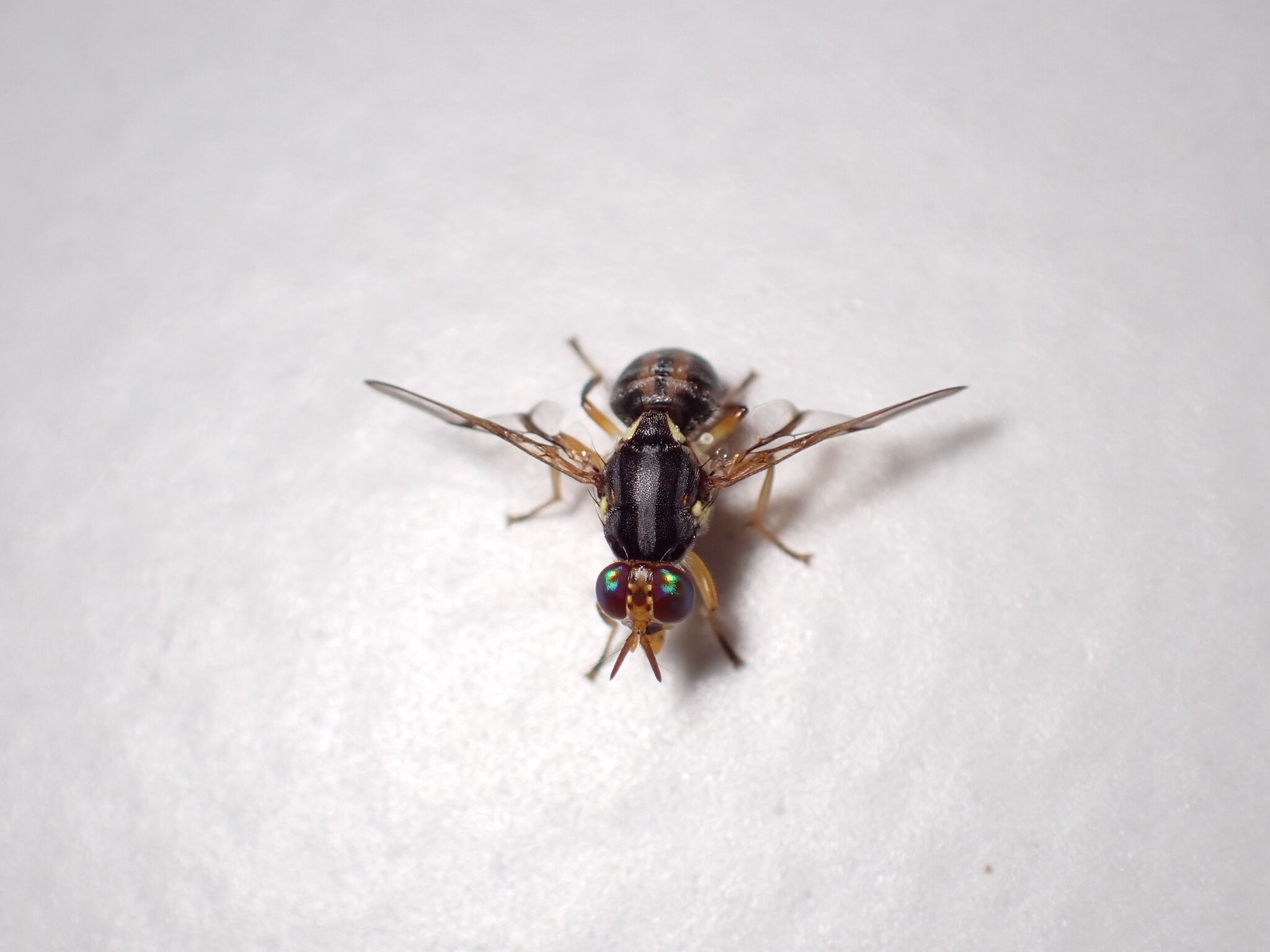 Bactrocera trilineola