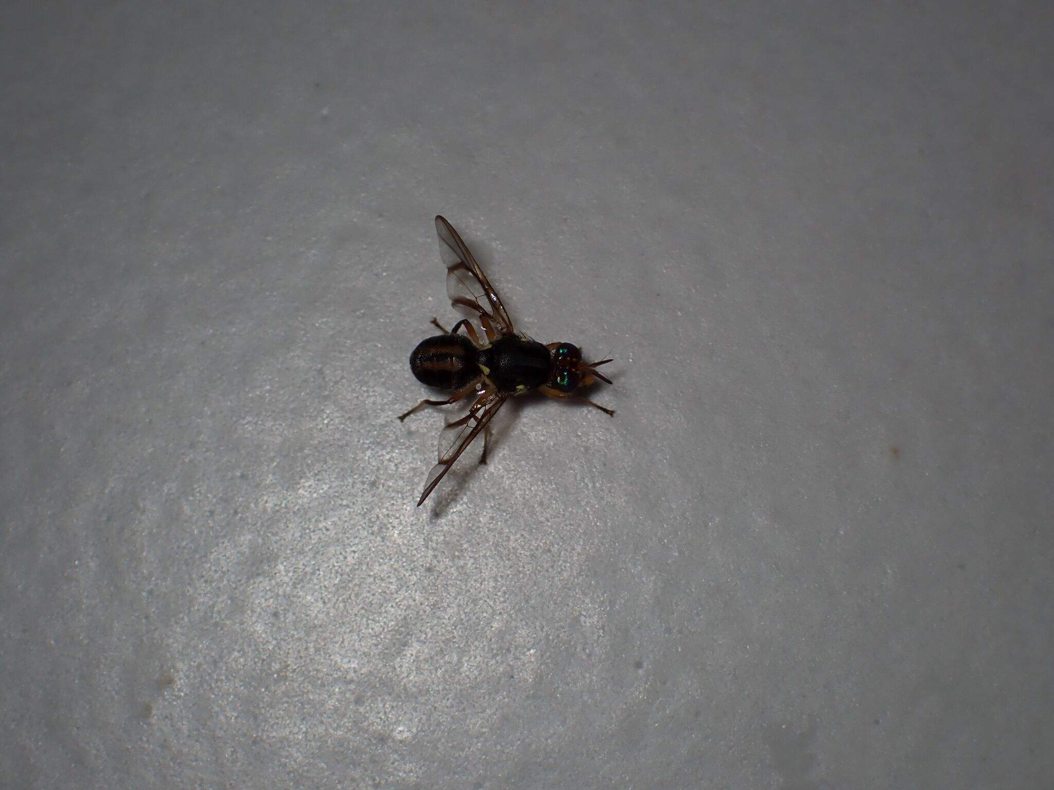 Bactrocera trilineola
