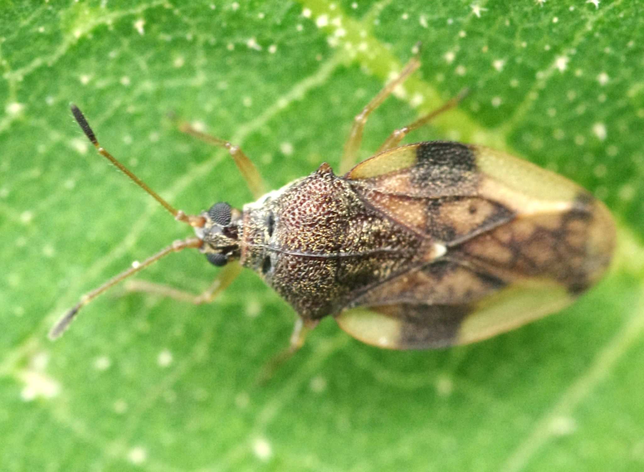 Eteoneus angulatus