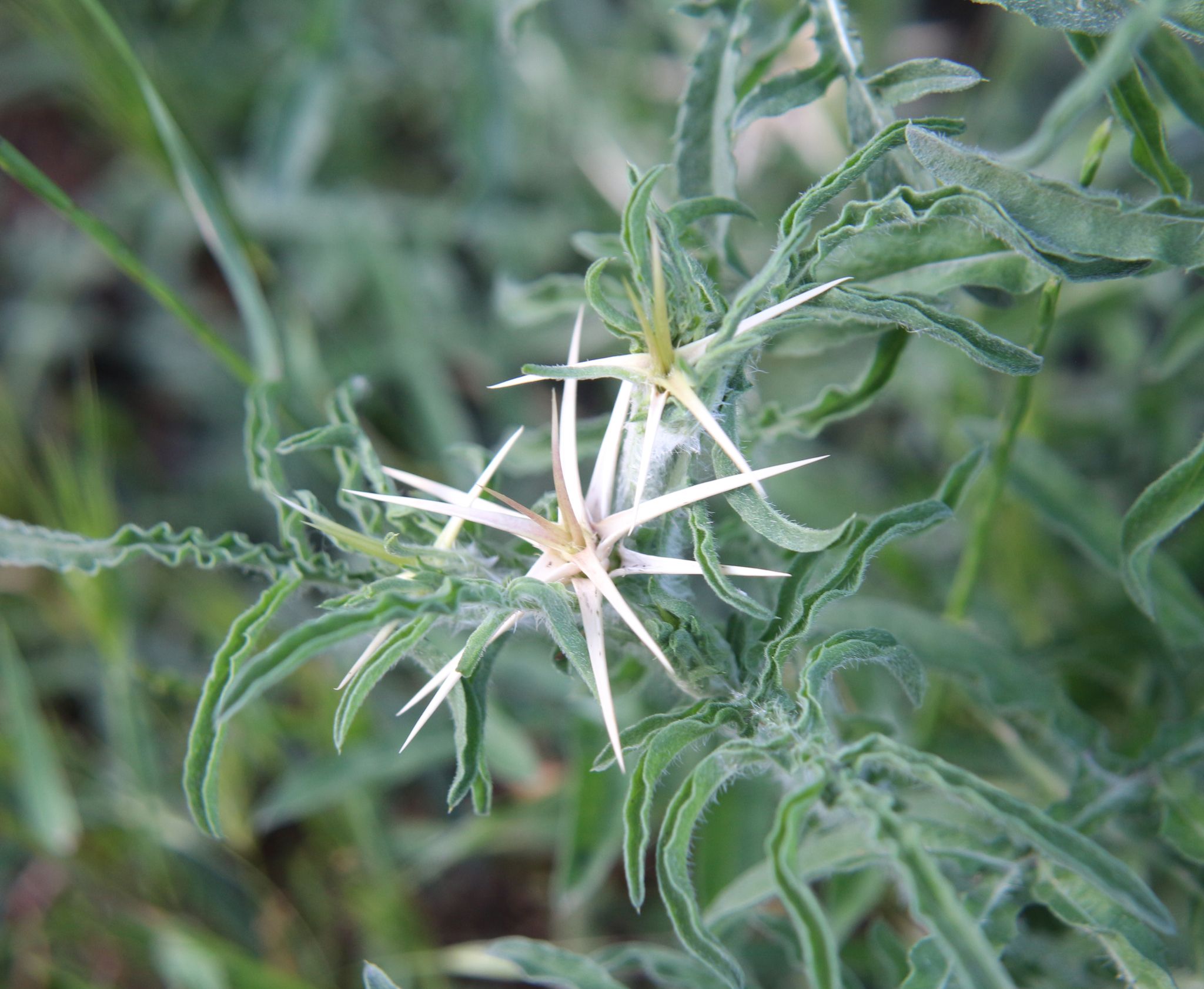 Centaurea iberica