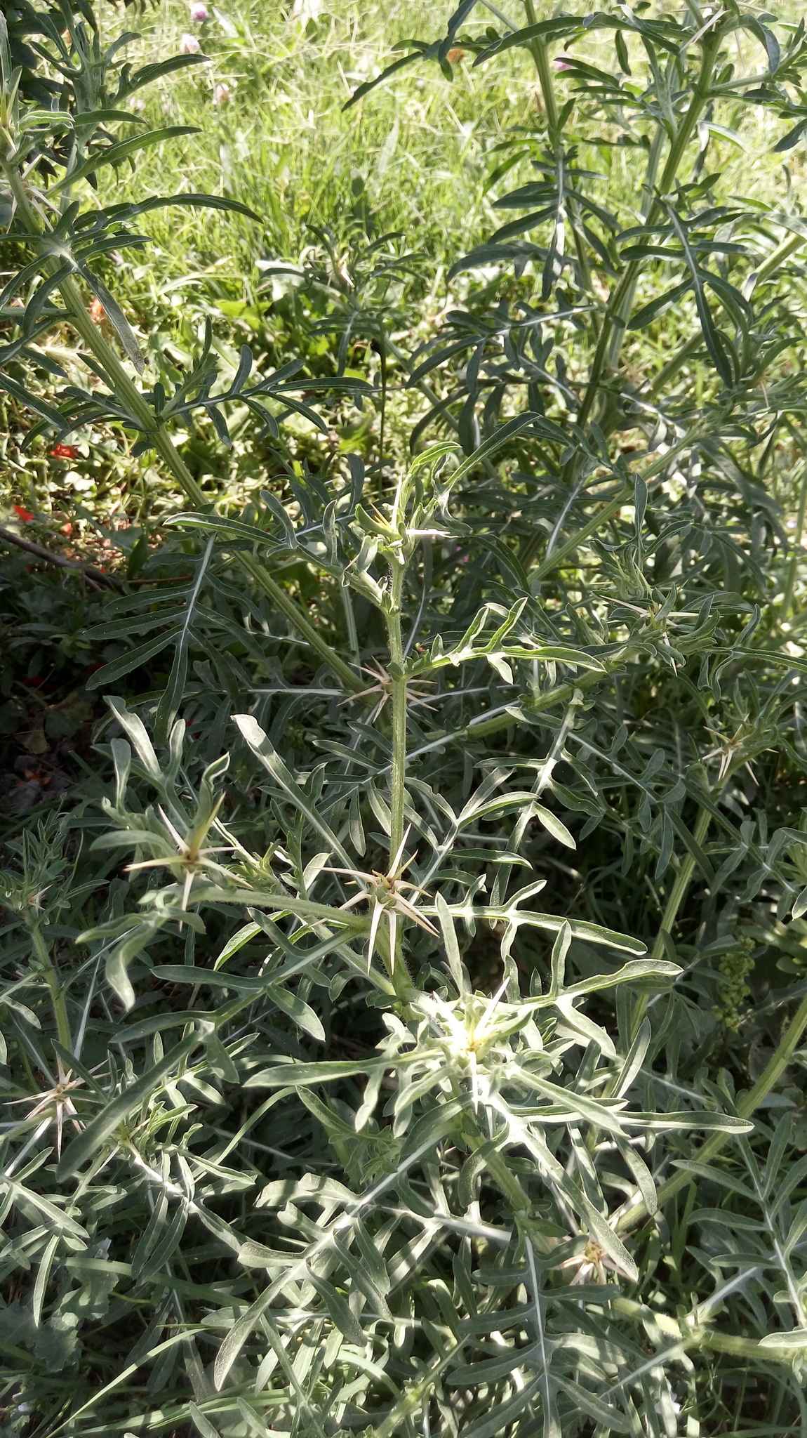 Centaurea iberica