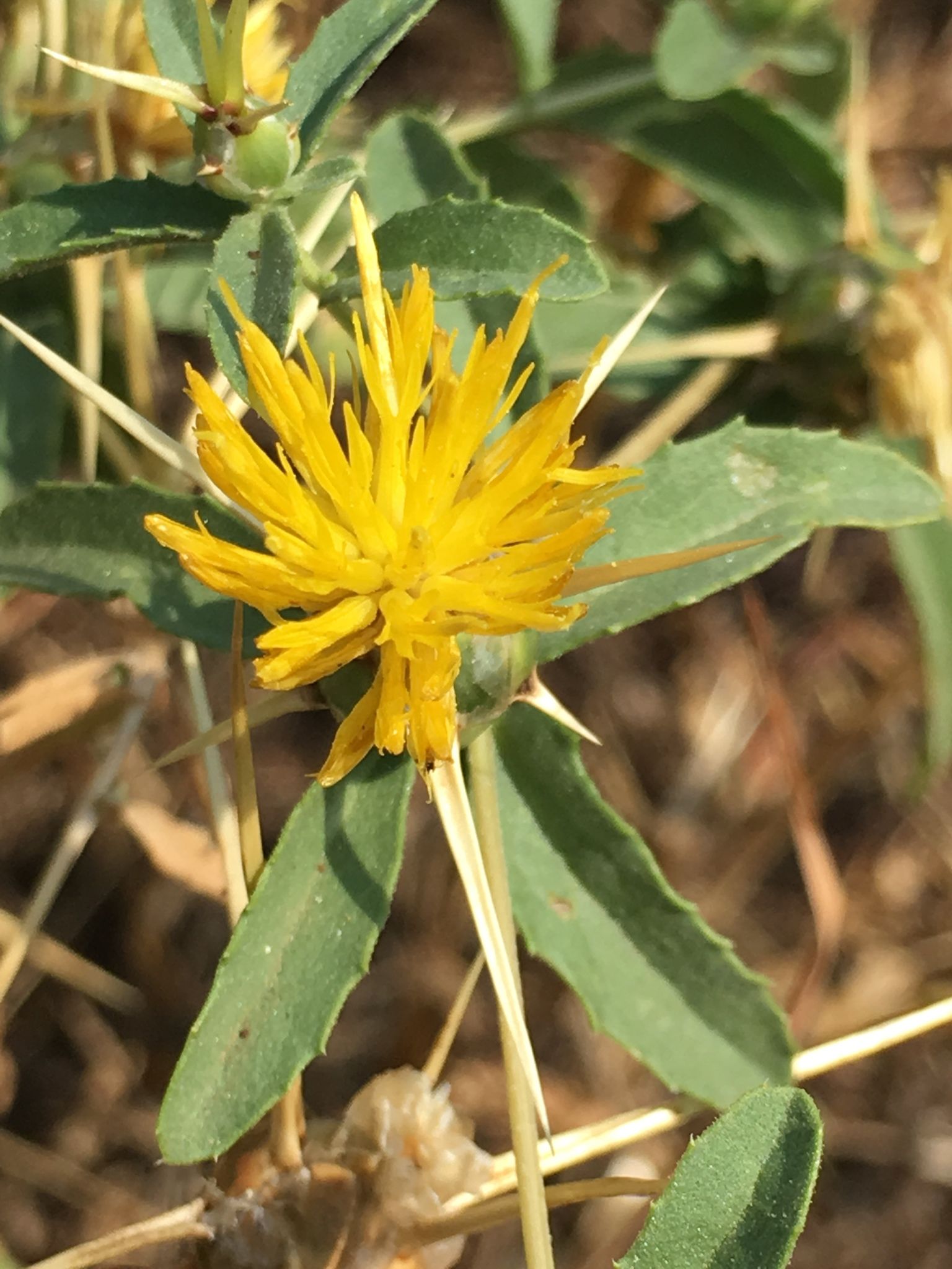 Centaurea iberica