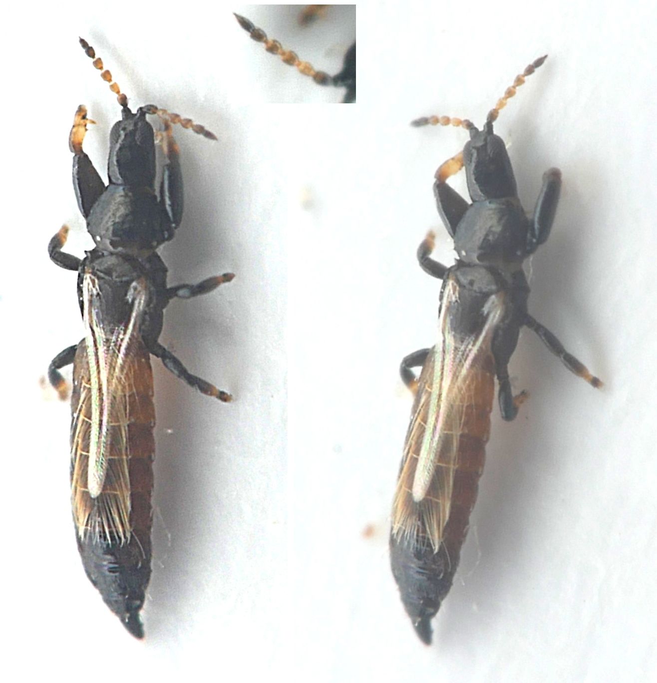Haplothrips kurdjumovi