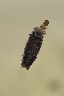 Dahlica