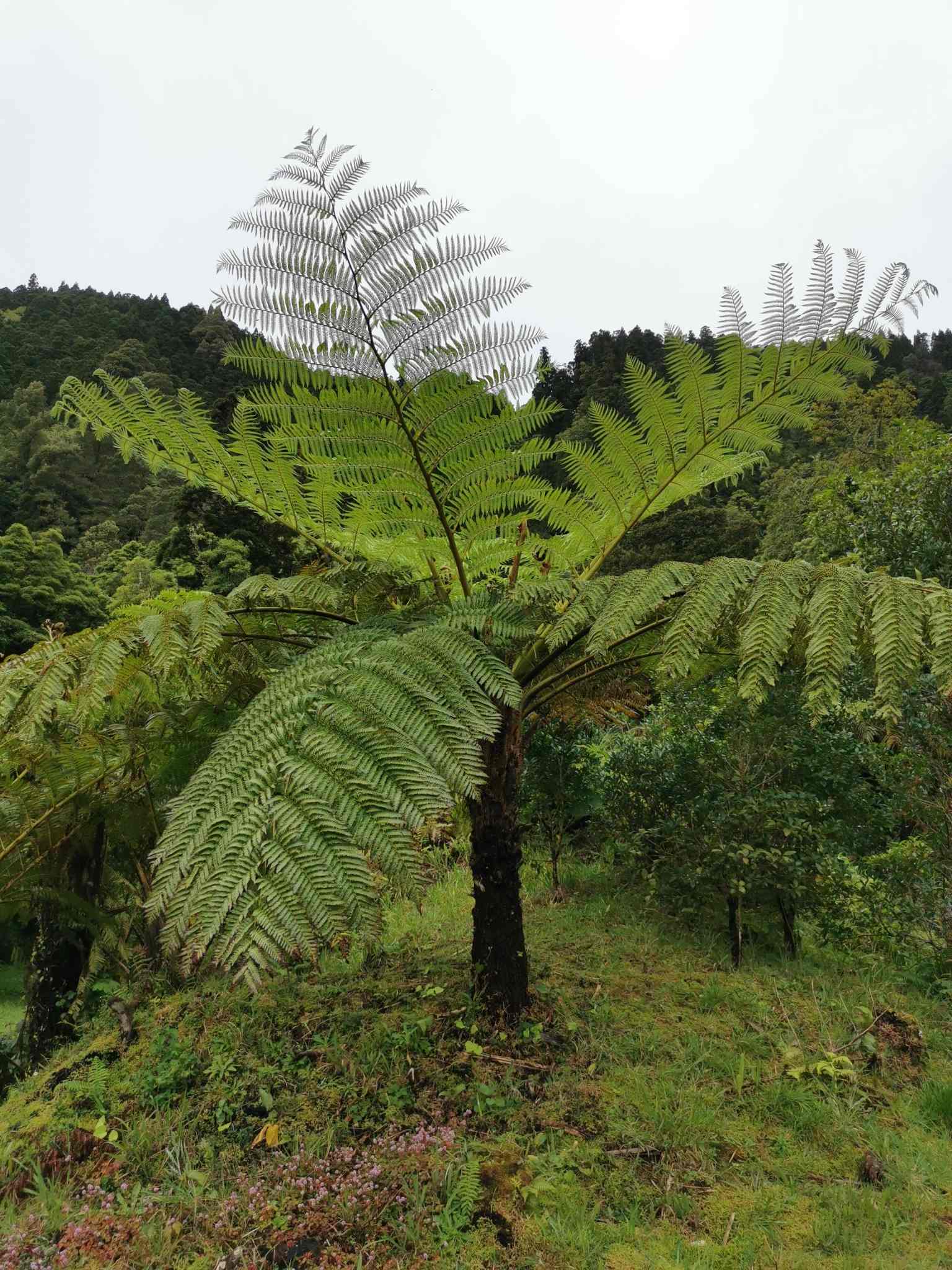 Sphaeropteris cooperi