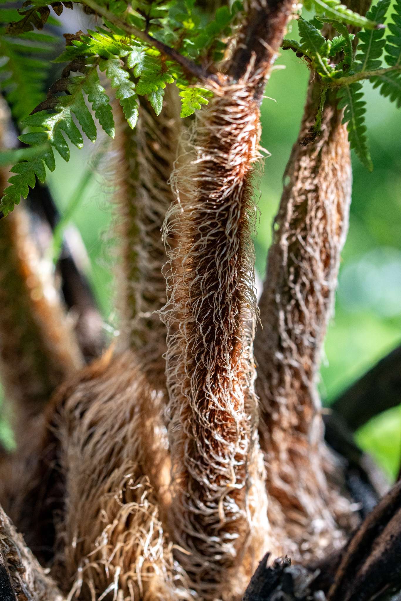Sphaeropteris cooperi